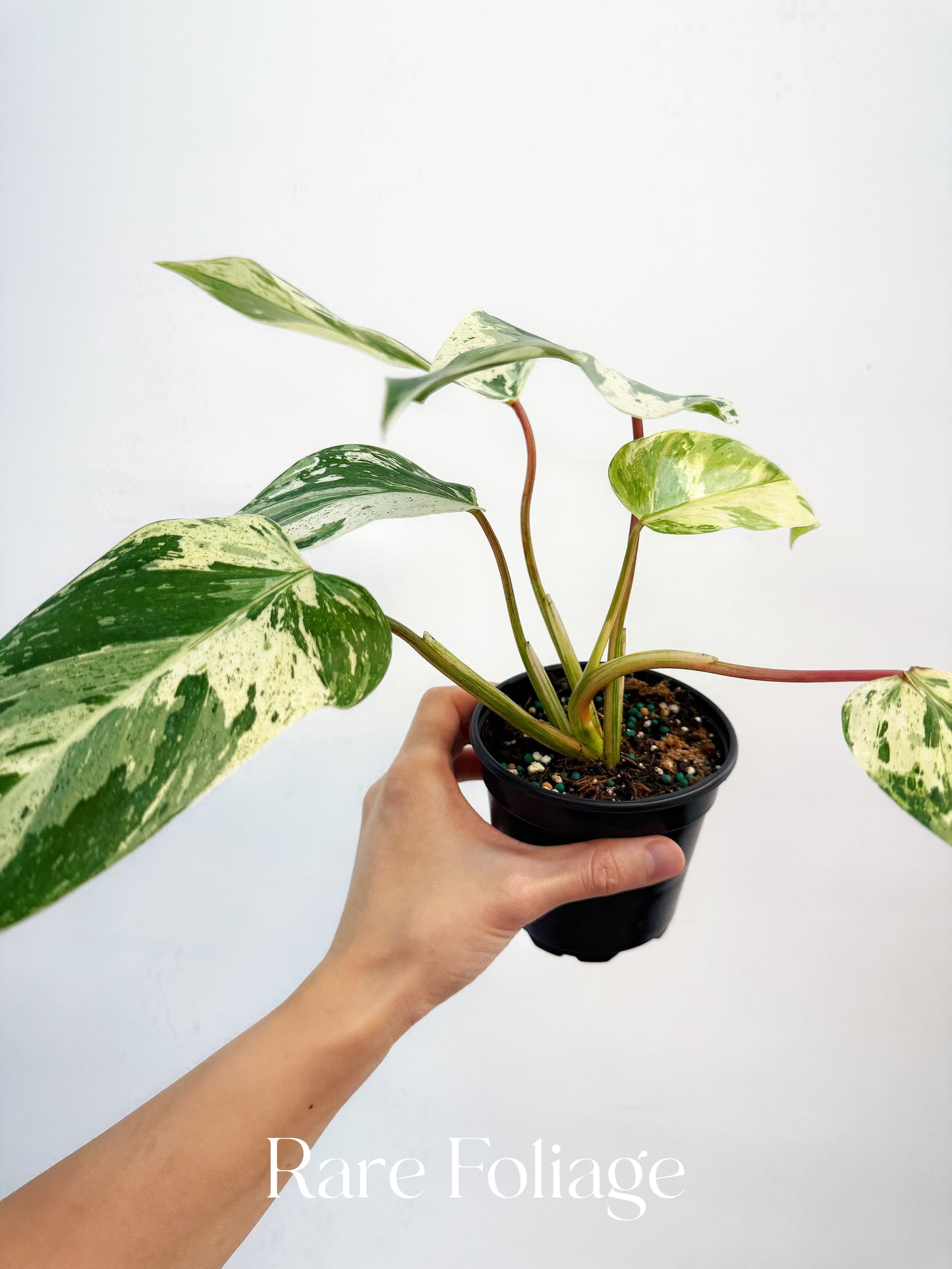 Philodendron Emerald King 4"
