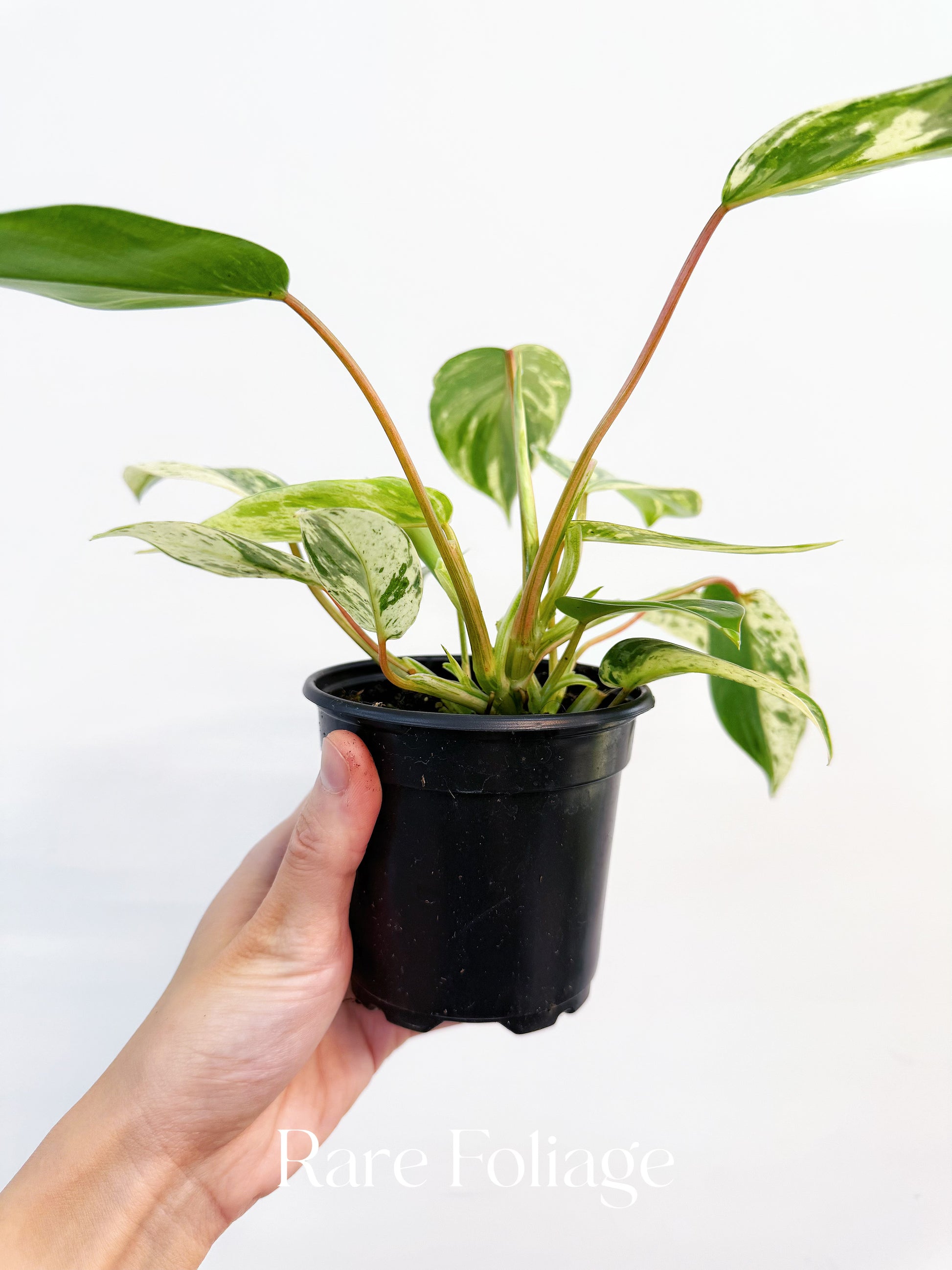 philodendron emerald Philodendron Emerald King 4" – Rare Foliage Plant Co