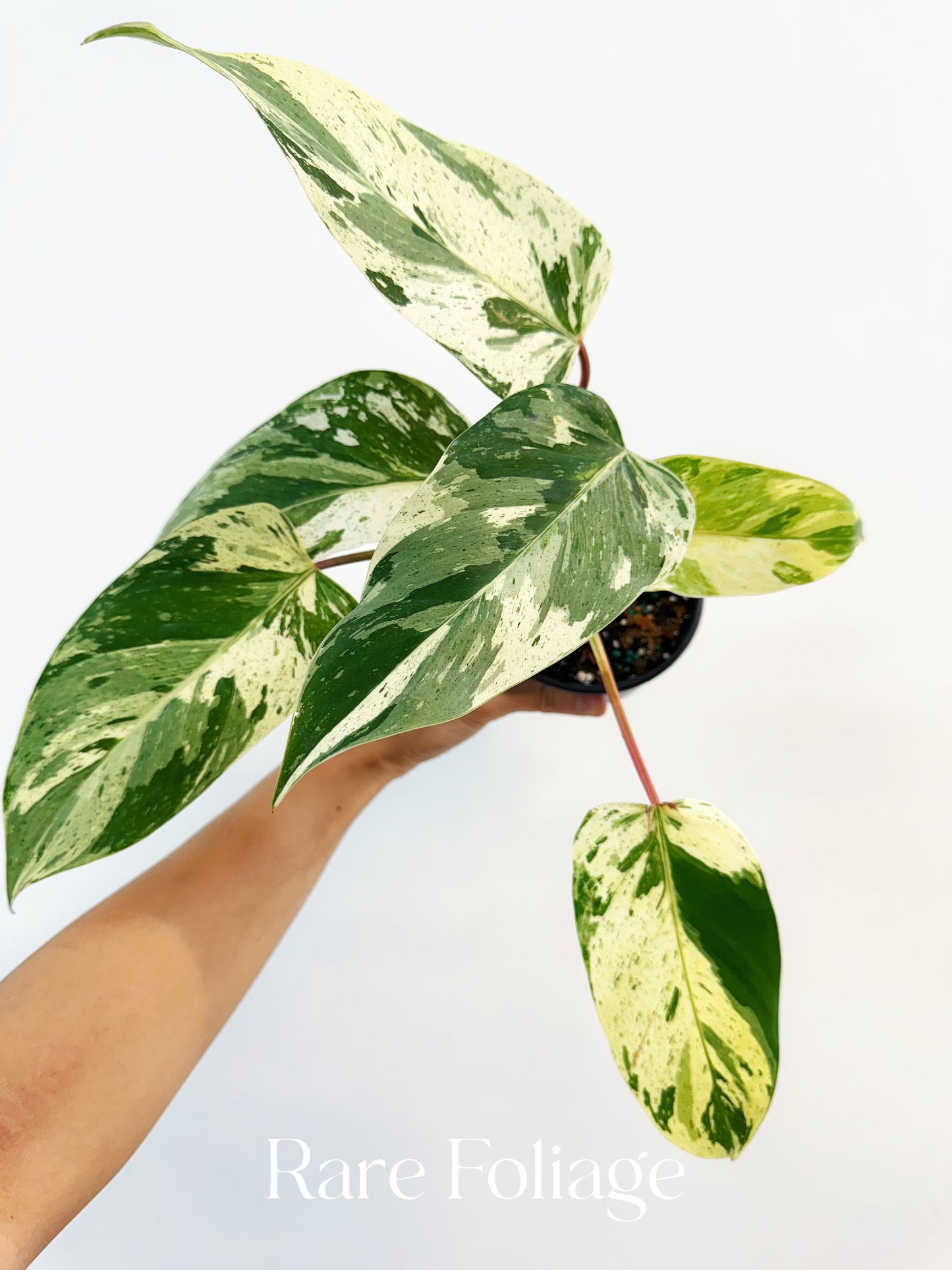 Philodendron Emerald King 4"