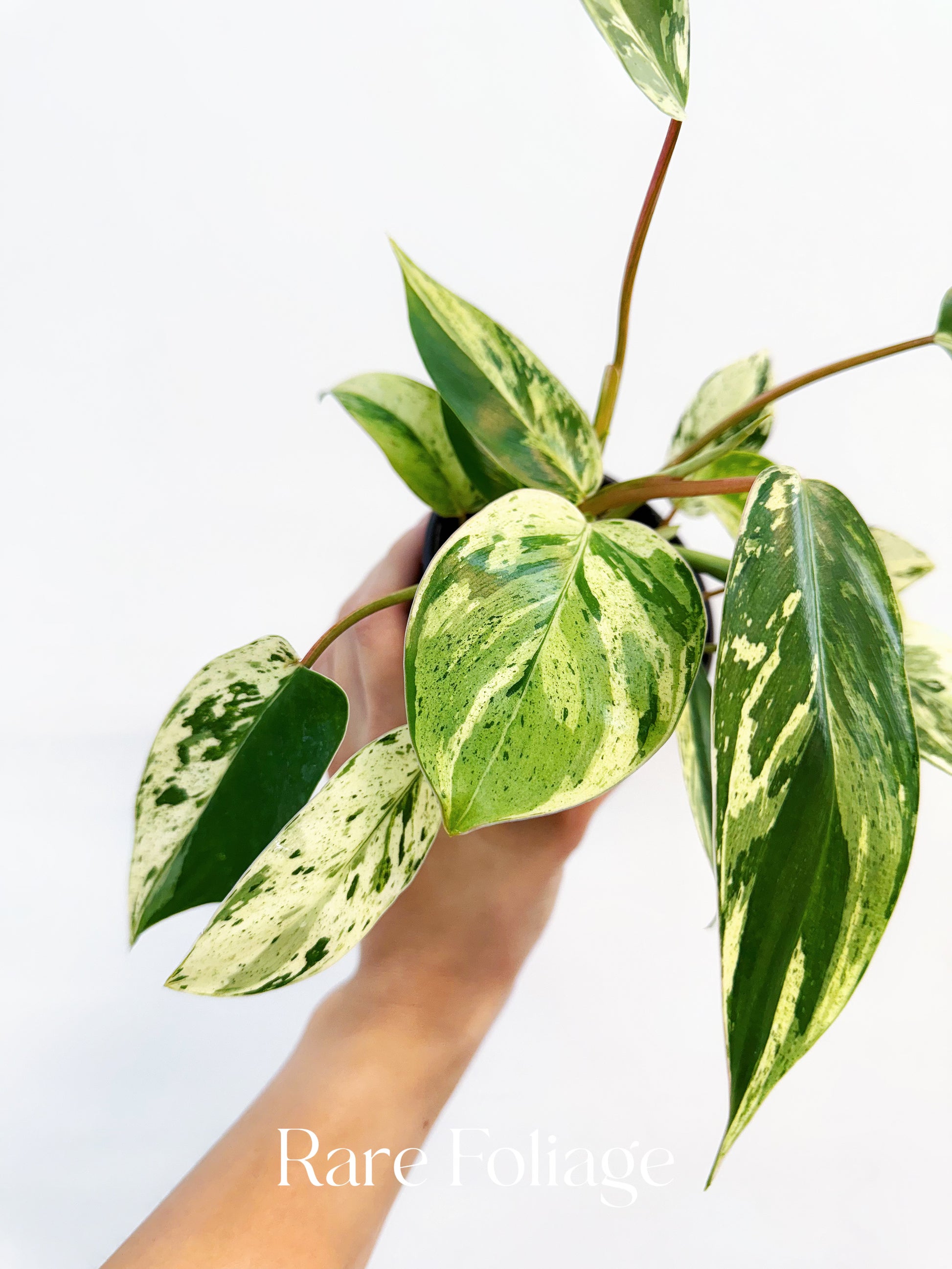 green emerald philodendron price Philodendron Emerald King 4" – Rare Foliage Plant Co