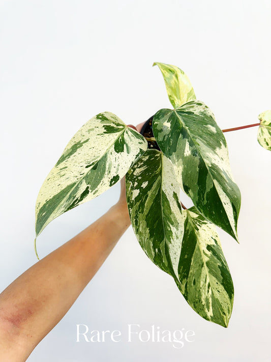 Philodendron Emerald King 4"