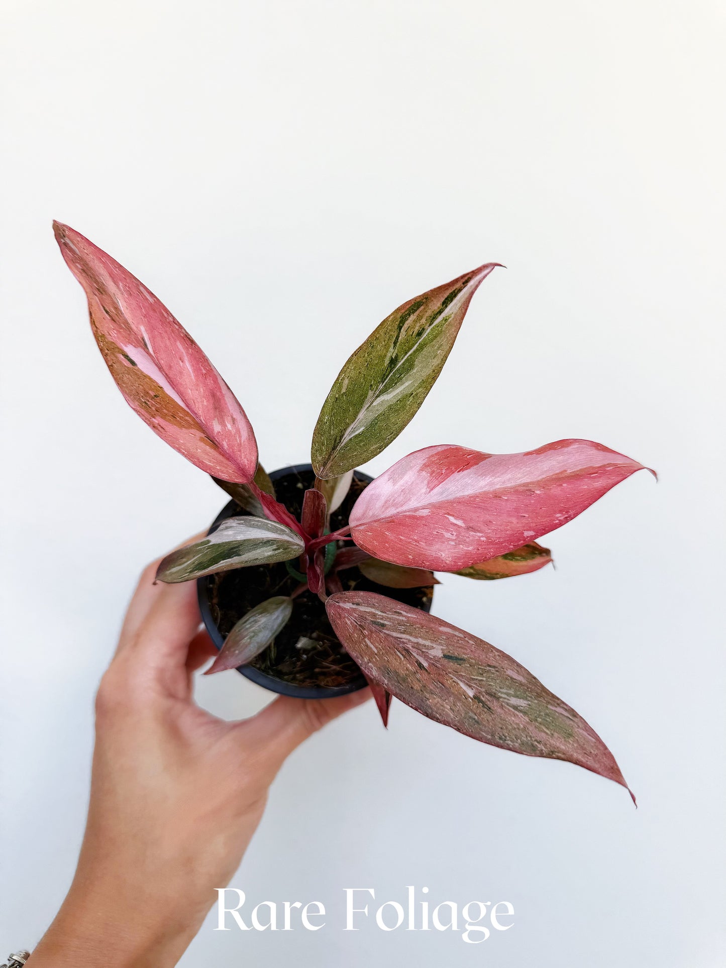 Philodendron Fire Phoenix Variegated 3” Exact Plant