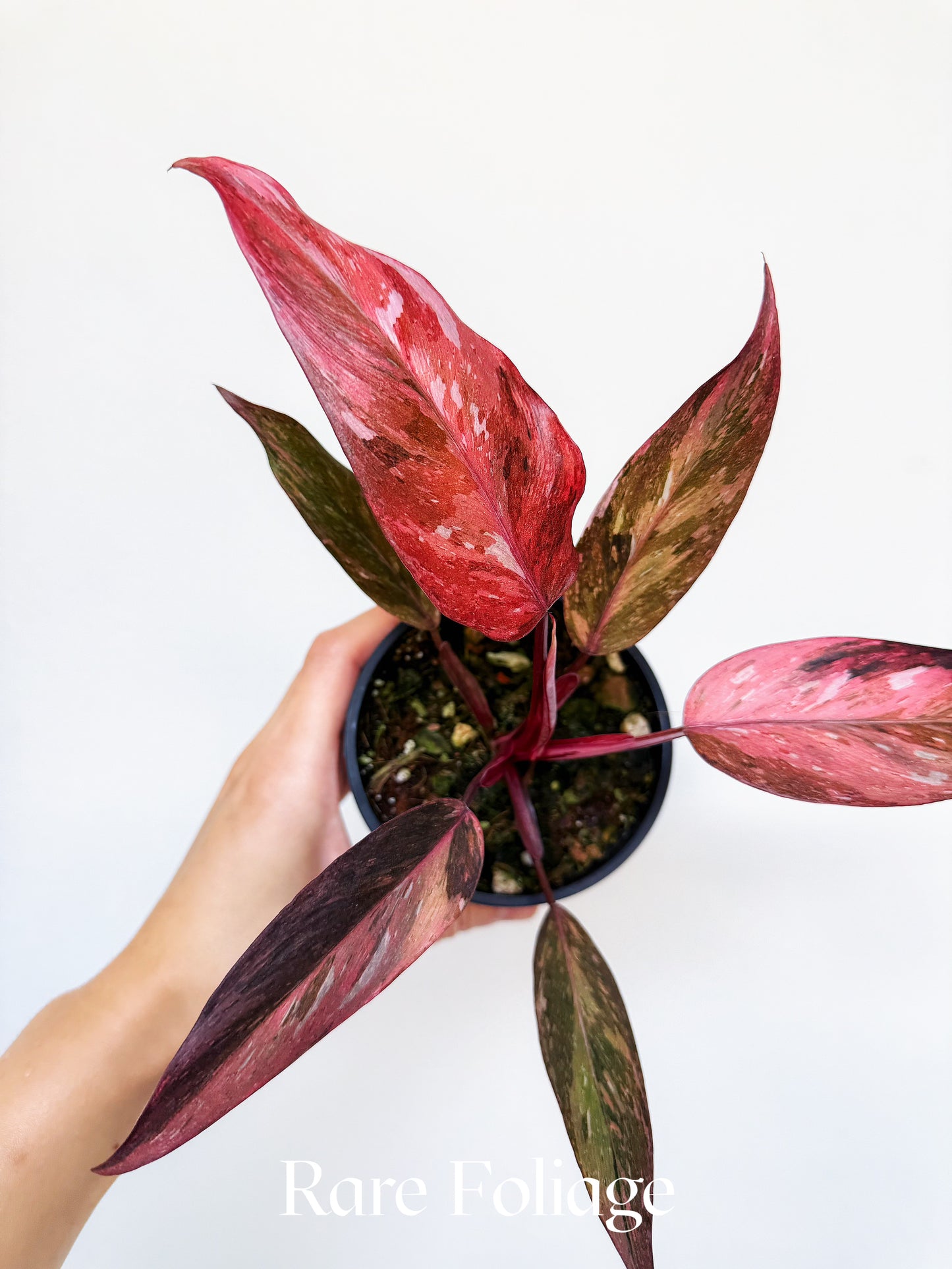 Philodendron Fire Phoenix Variegated 4” Exact Plant