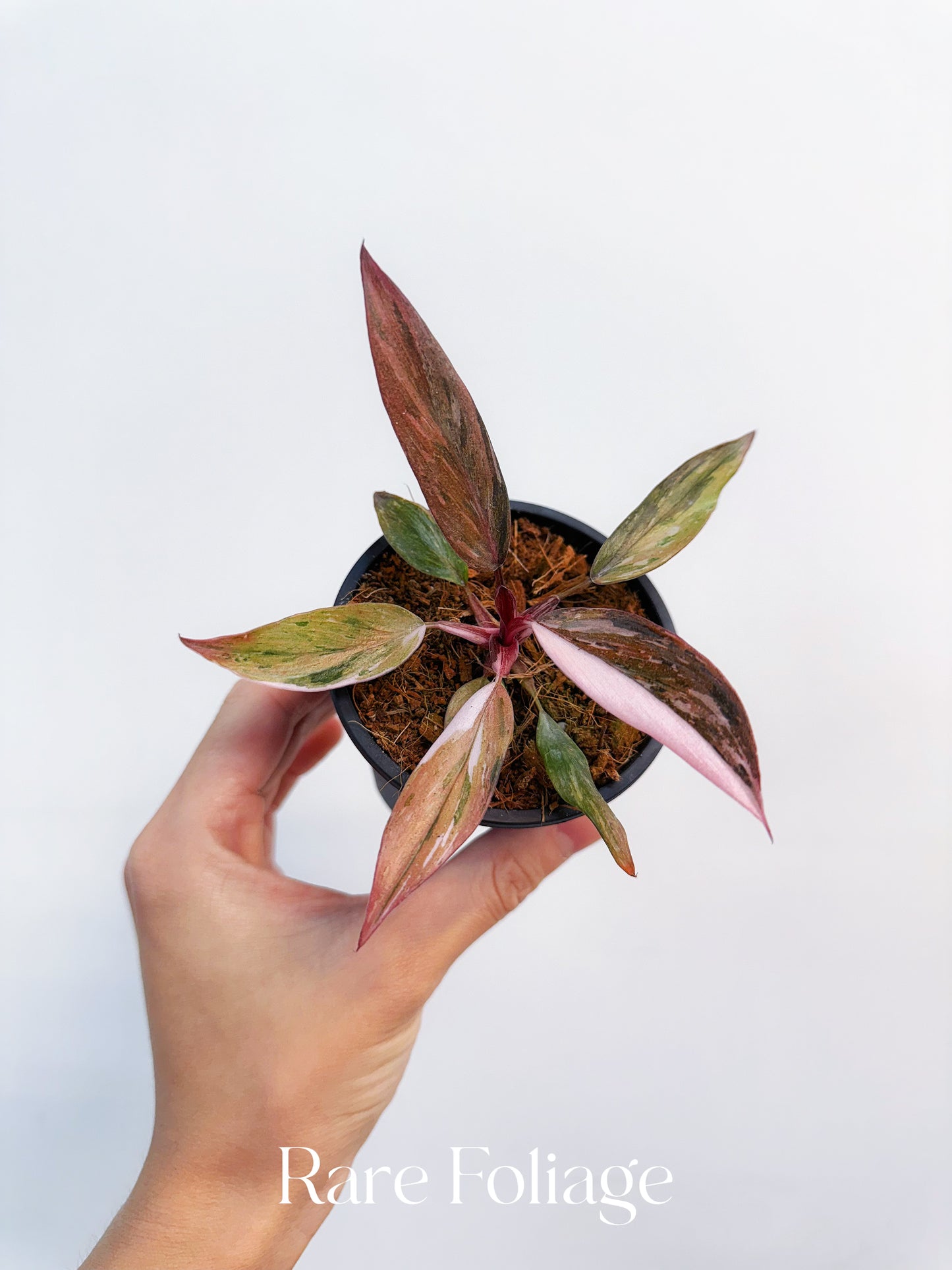 Philodendron Fire Phoenix Variegated 3”