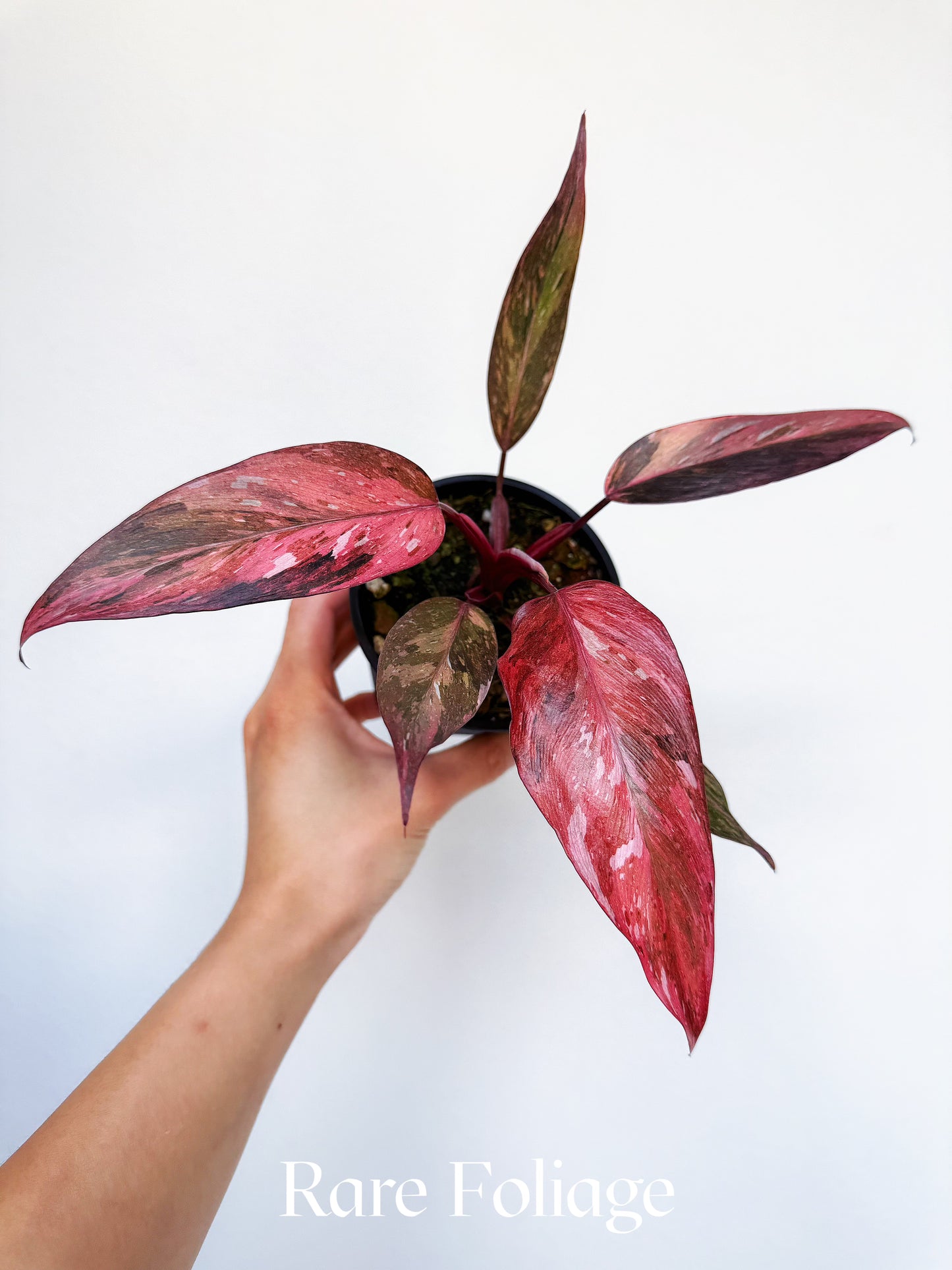 Philodendron Fire Phoenix Variegated 4” Exact Plant