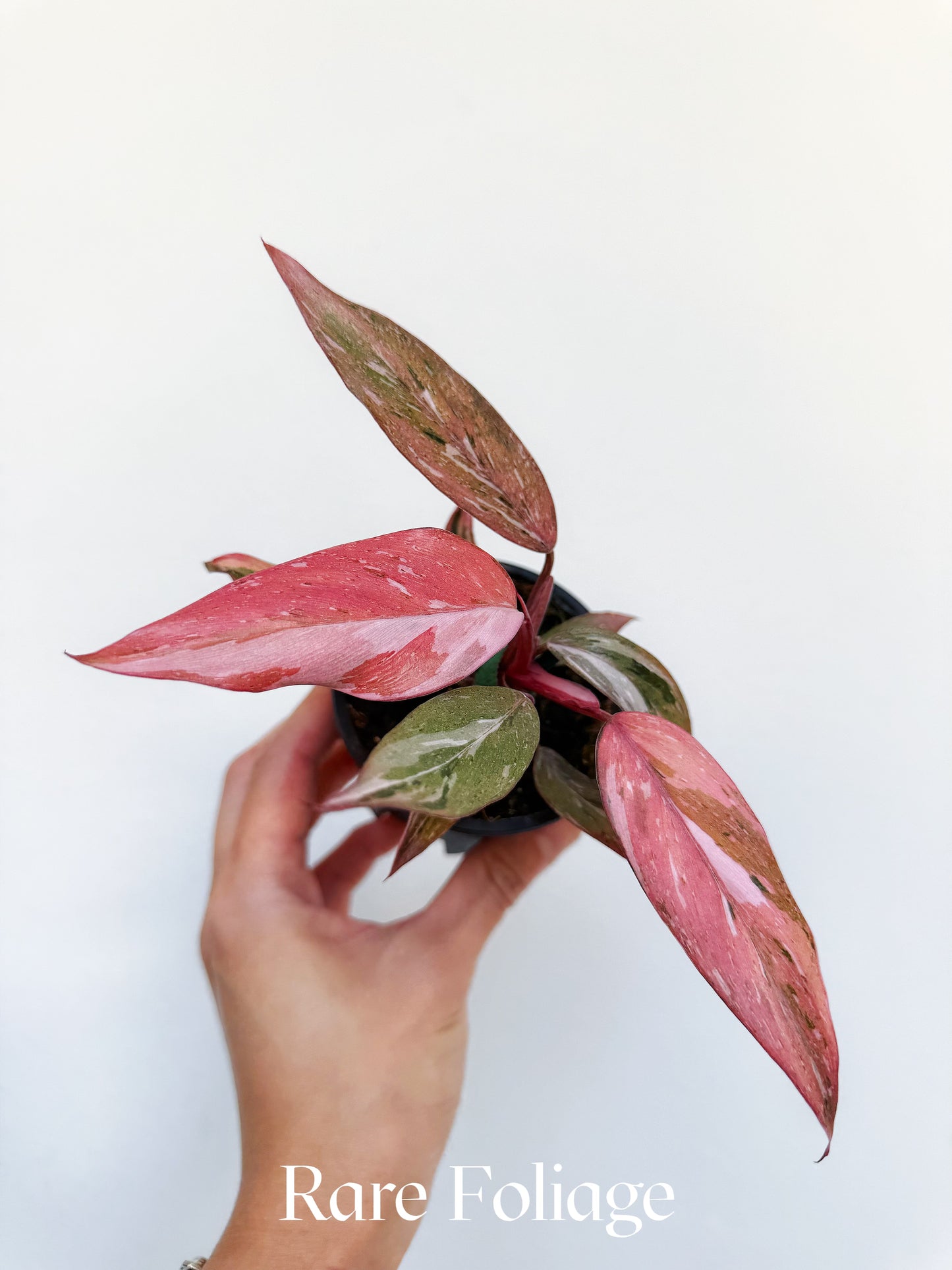 Philodendron Fire Phoenix Variegated 3” Exact Plant