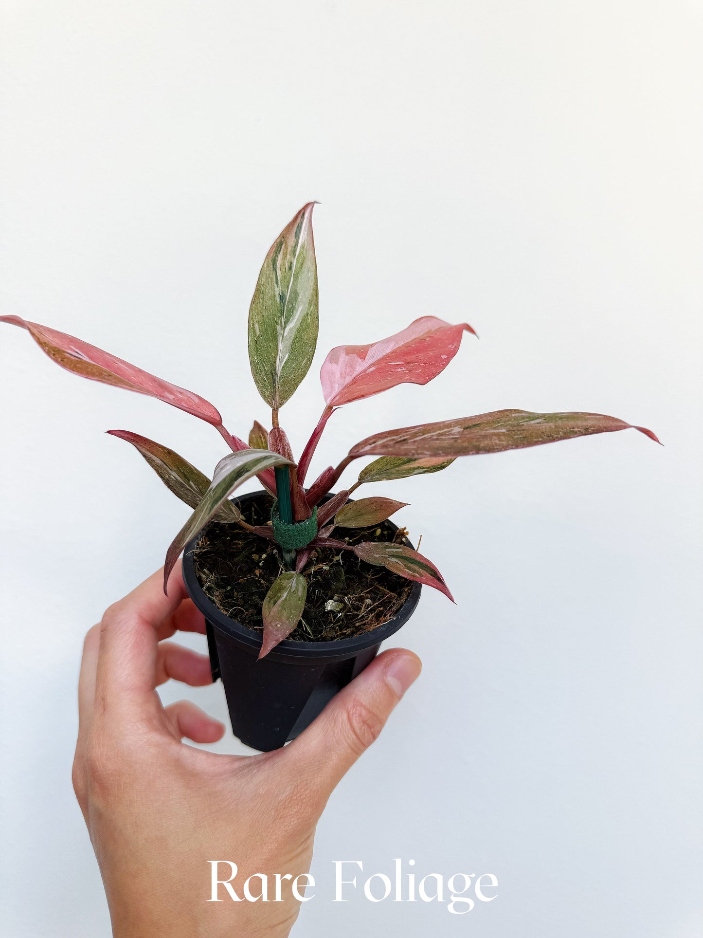 Philodendron Fire Phoenix Variegated 3” Exact Plant