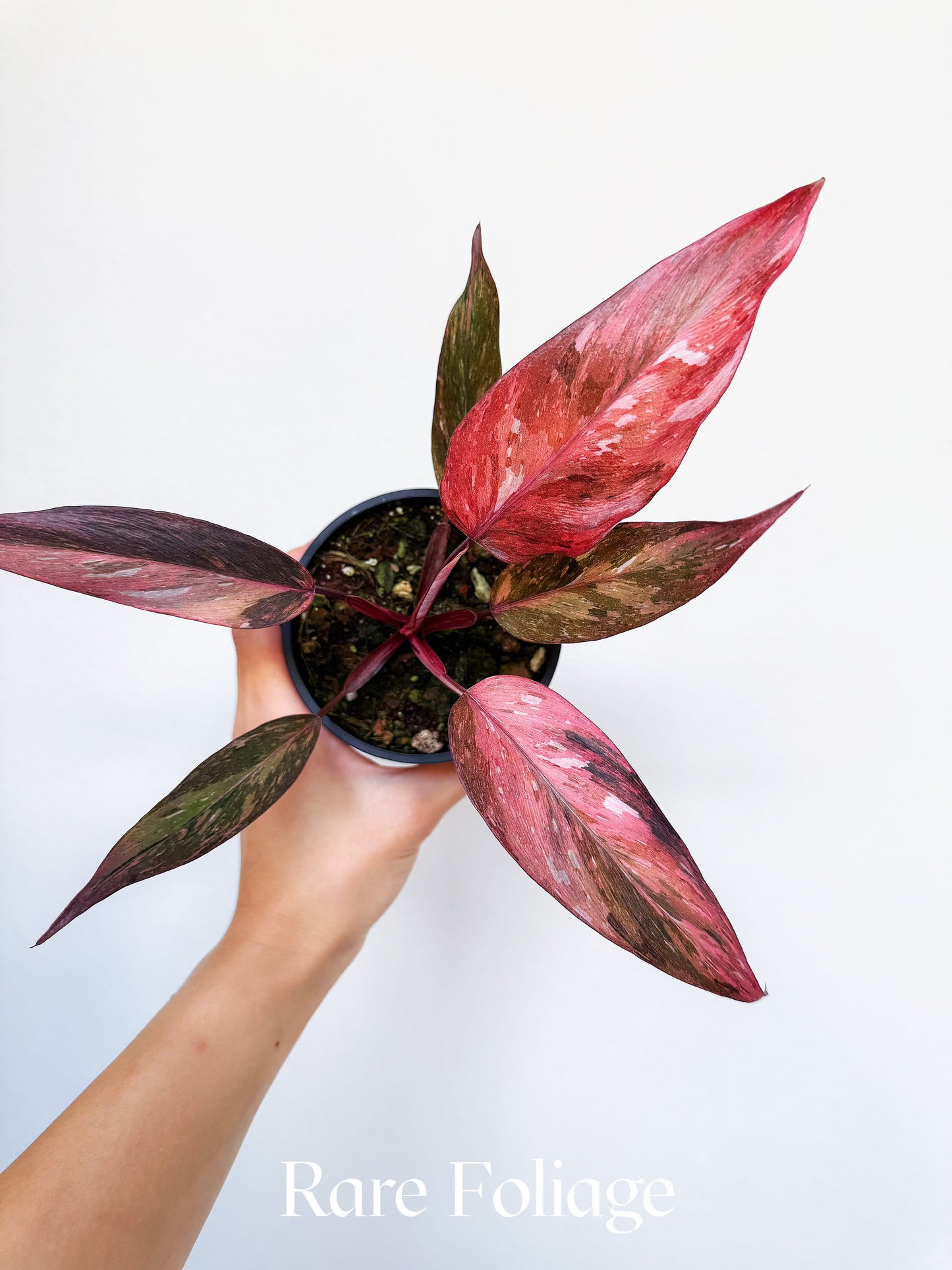 Philodendron Fire Phoenix Variegated 4” Exact Plant