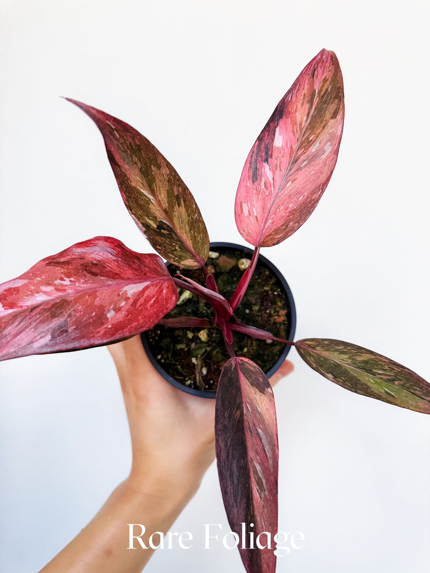 Philodendron Fire Phoenix Variegated 4” Exact Plant
