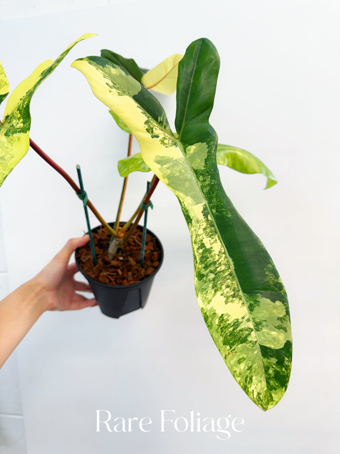 Philodendron Florida Beauty x Billietiae 6” Exact Plant