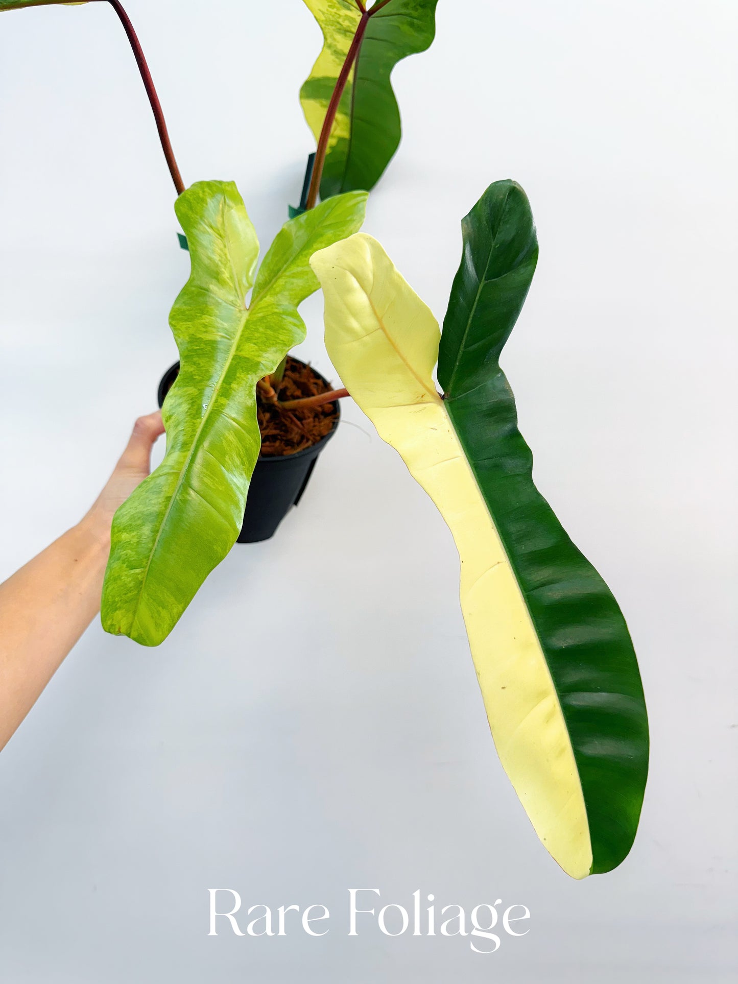 Philodendron Florida Beauty x Billietiae 6” Exact Plant