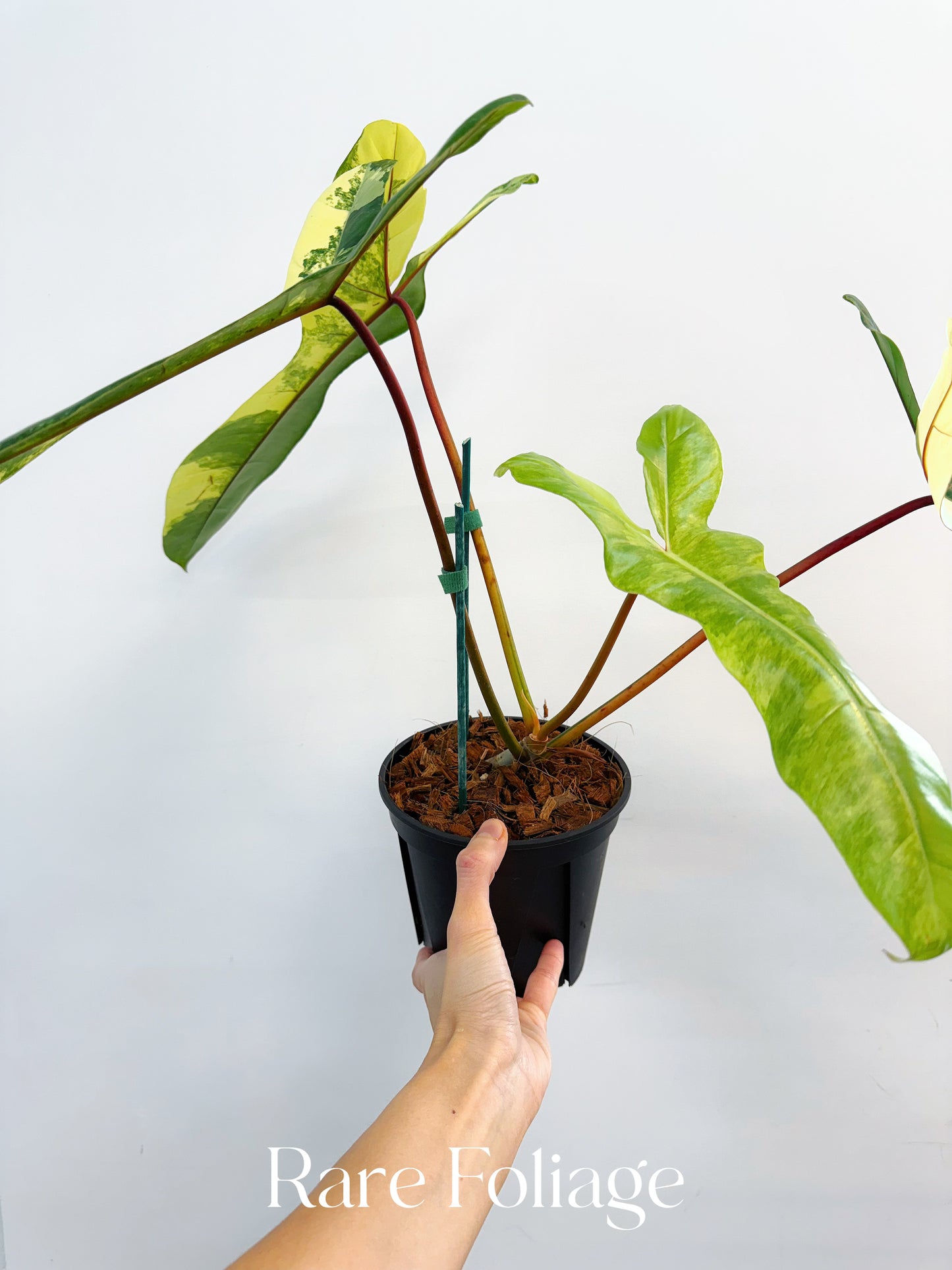 Philodendron Florida Beauty x Billietiae 6” Exact Plant