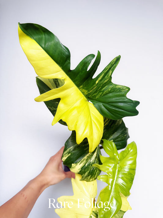 Philodendron Florida Beauty x Mayoi 4” Exact Plant