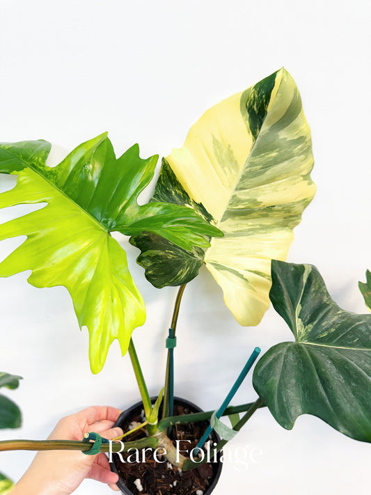 Philodendron Florida Beauty x Mayoi 5” Exact Plant