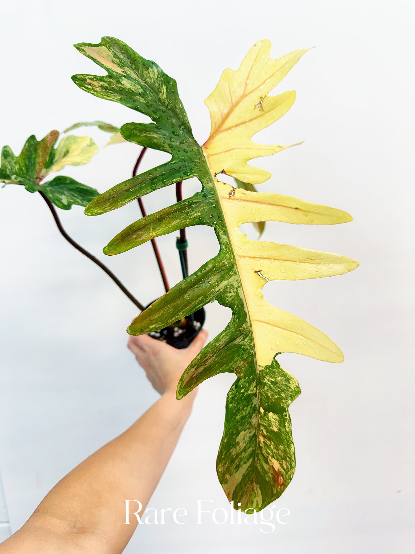 Philodendron Florida Beauty x Mayoi 4” Exact Plant