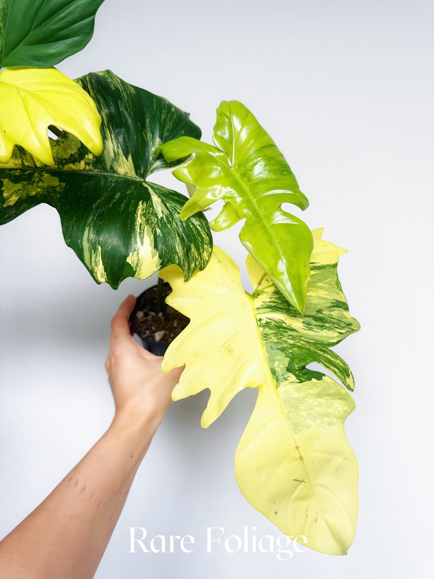 Philodendron Florida Beauty x Mayoi 4” Exact Plant