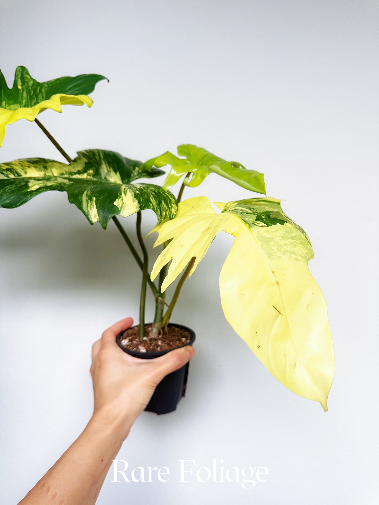Philodendron Florida Beauty x Mayoi 4” Exact Plant