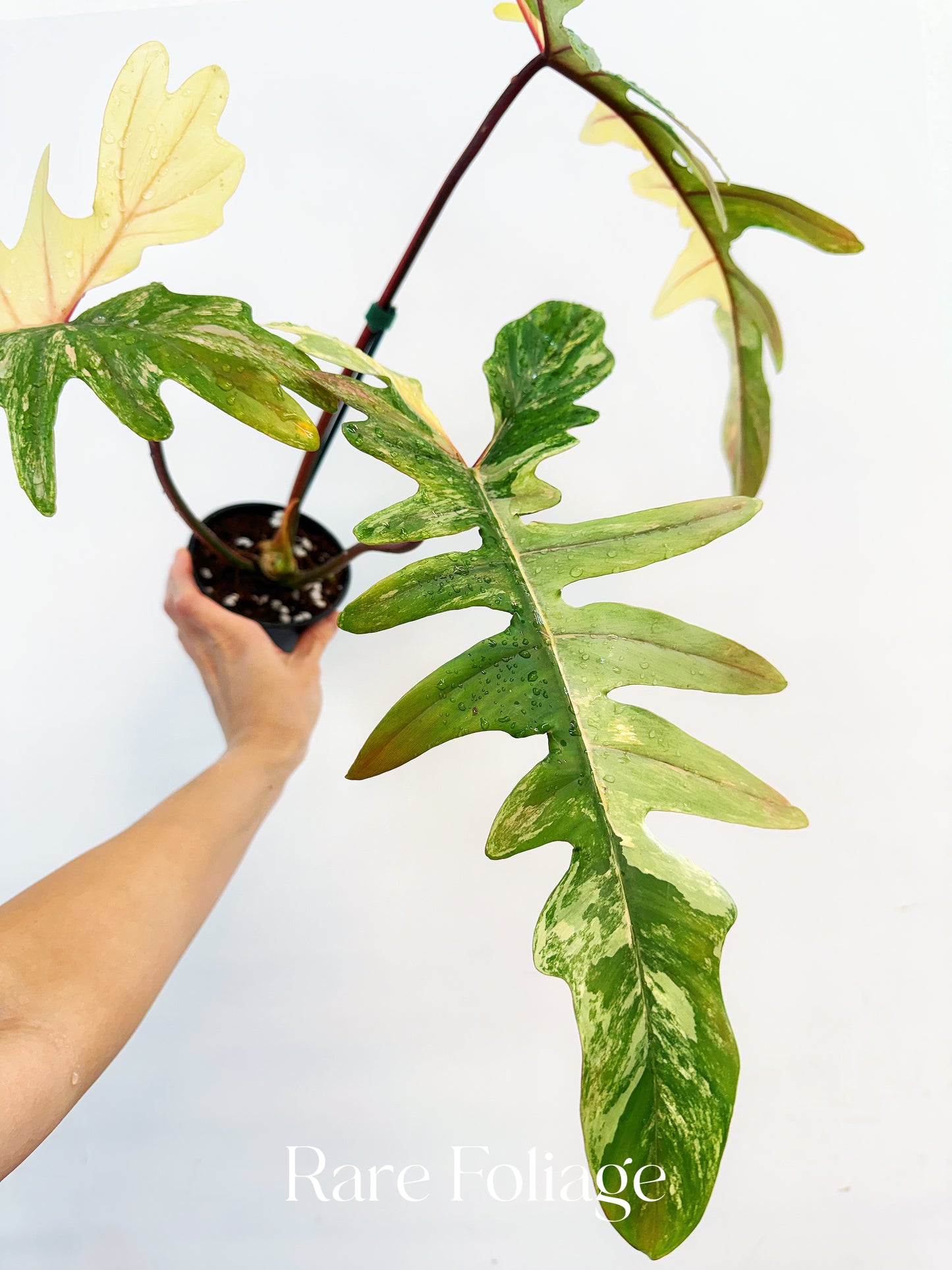Philodendron Florida Beauty x Mayoi 4” Exact Plant