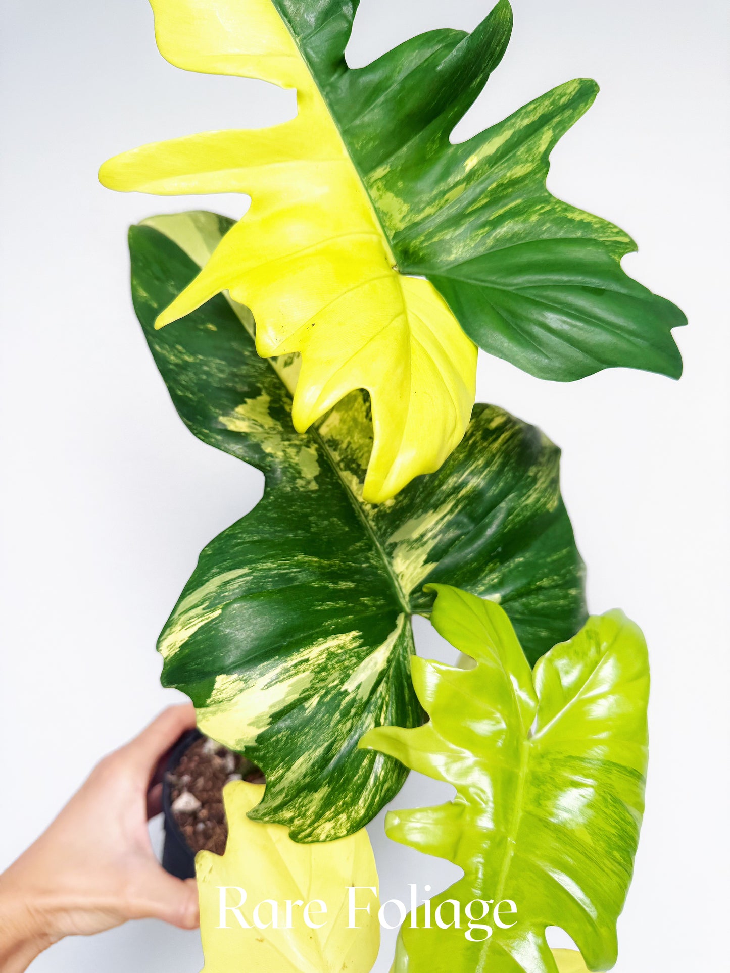 Philodendron Florida Beauty x Mayoi 4” Exact Plant