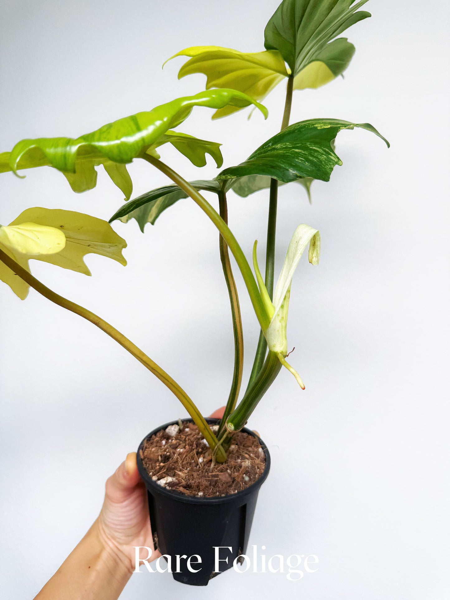Philodendron Florida Beauty x Mayoi 4” Exact Plant
