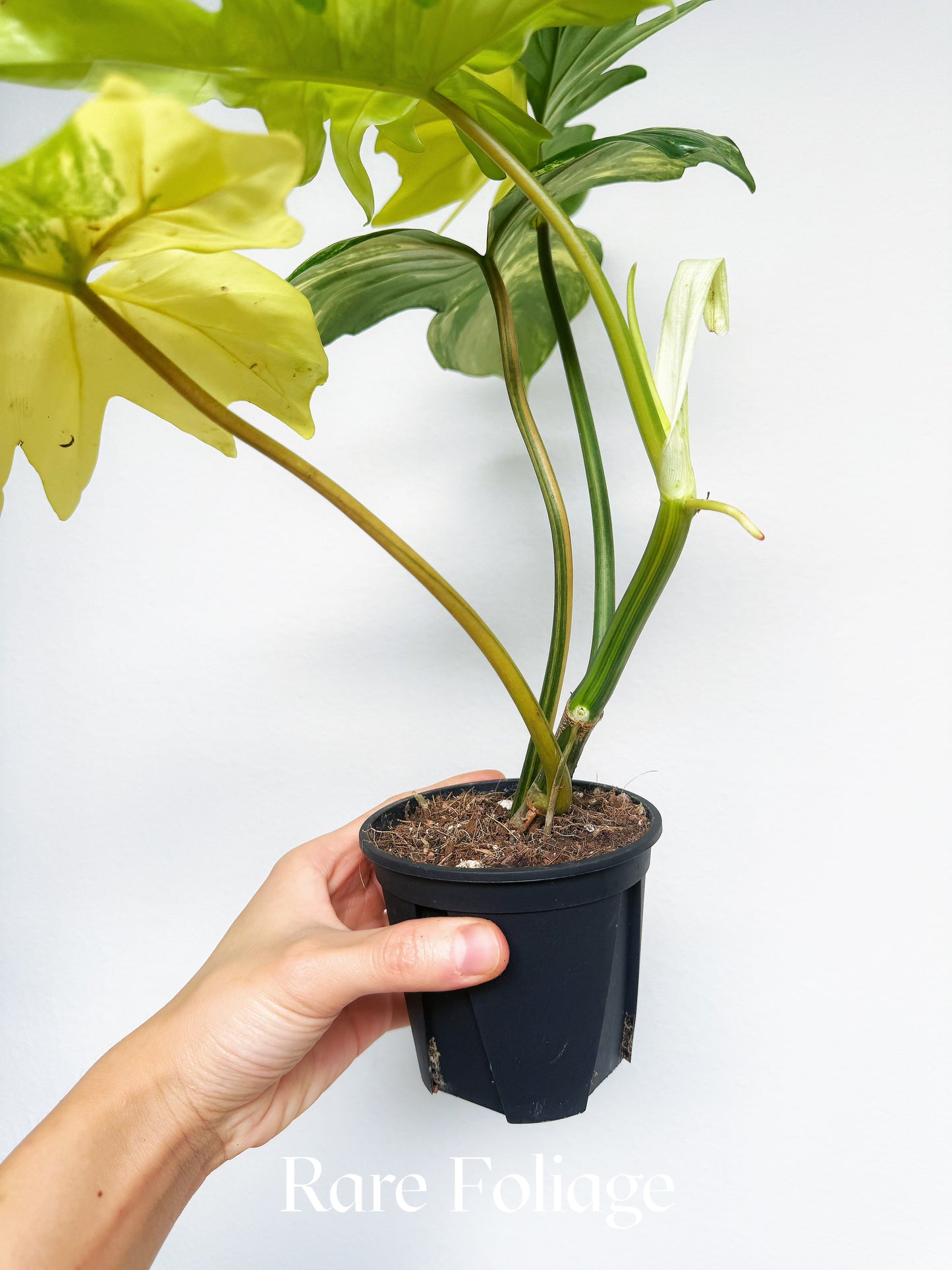 Philodendron Florida Beauty x Mayoi 4” Exact Plant