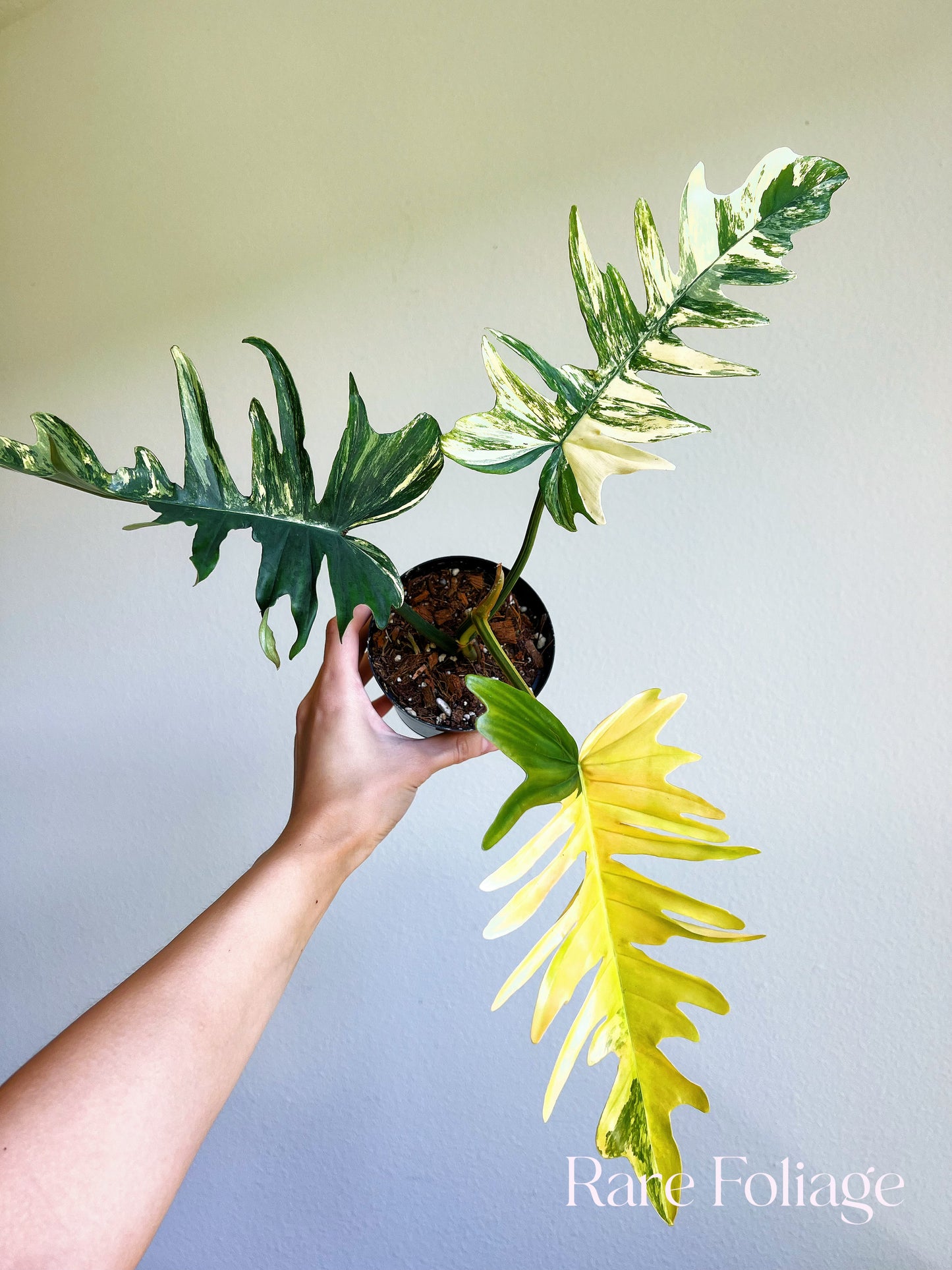 Philodendron Florida Beauty x Tortum Variegated 4"