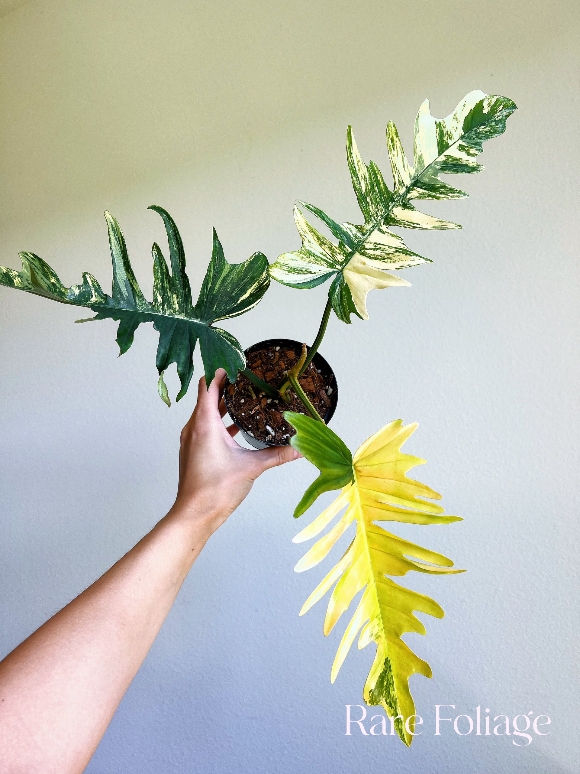 その他観葉植物 Philodendron tortum x Florida beauty Philodendron