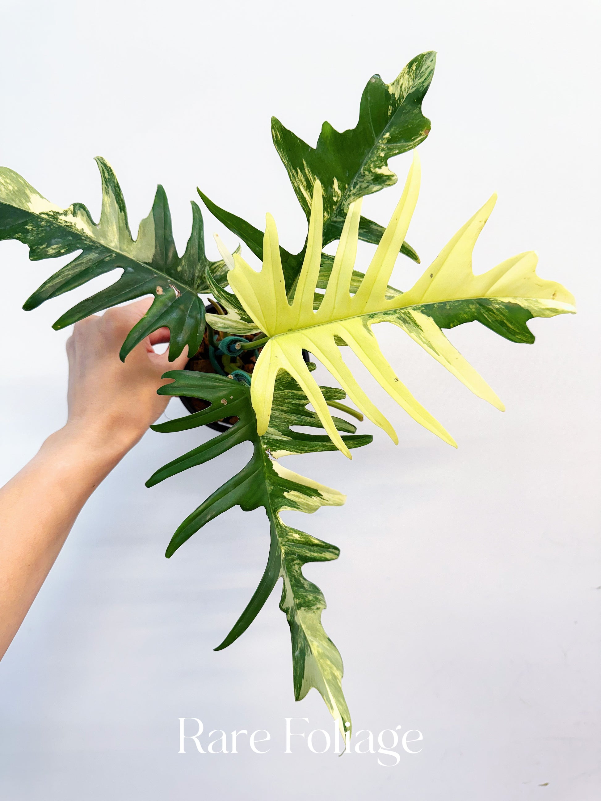 philodendron florida beauty x tortum Philodendron Florida Beauty x Tortum 4” Exact Plant