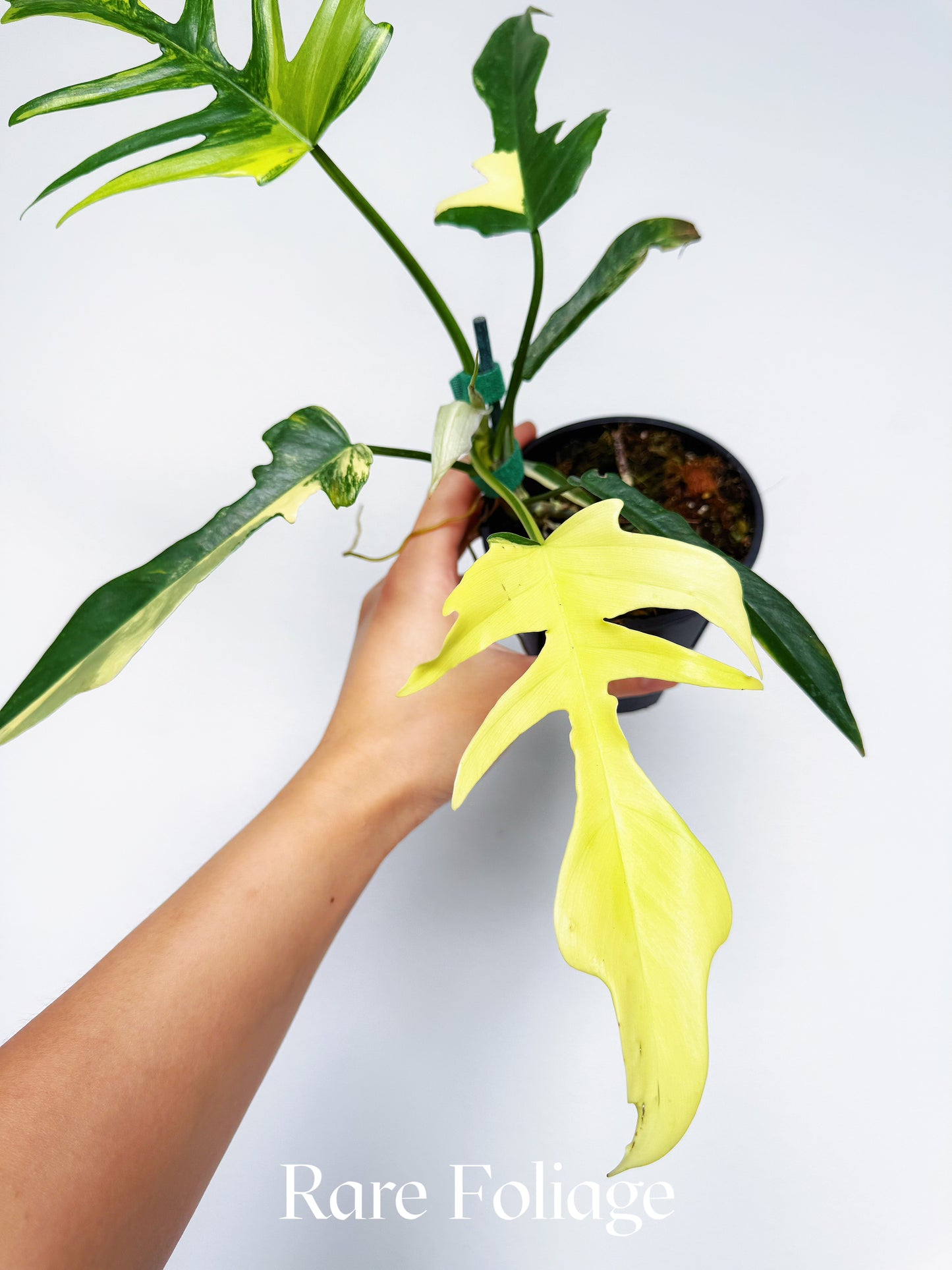 Philodendron Florida Beauty x Tortum 4”