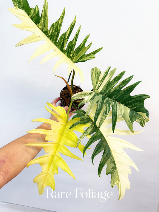 Philodendron Florida Beauty x Tortum 4” Exact Plant