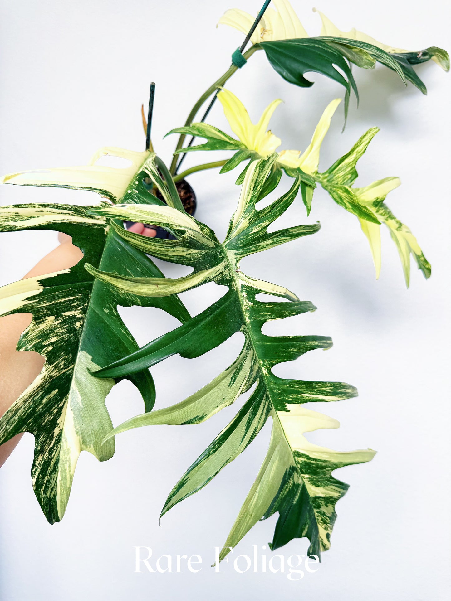 Philodendron Florida Beauty x Tortum 4” Exact Plant