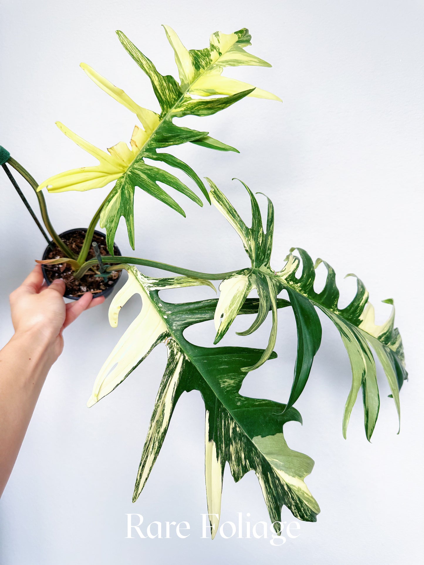 Philodendron Florida Beauty x Tortum 4” Exact Plant
