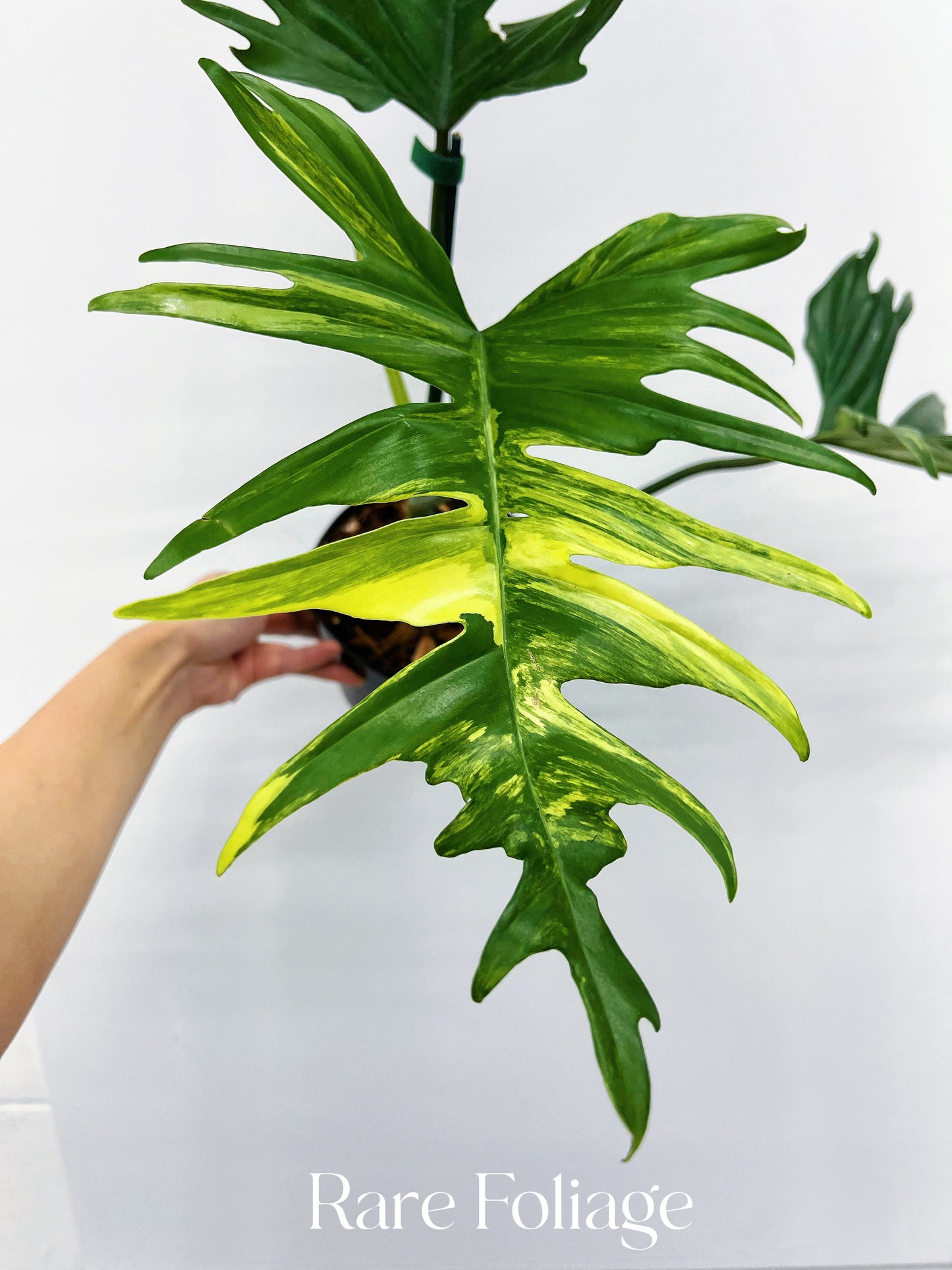 Philodendron Florida Beauty x Tortum Variegated 6" Exact Plant