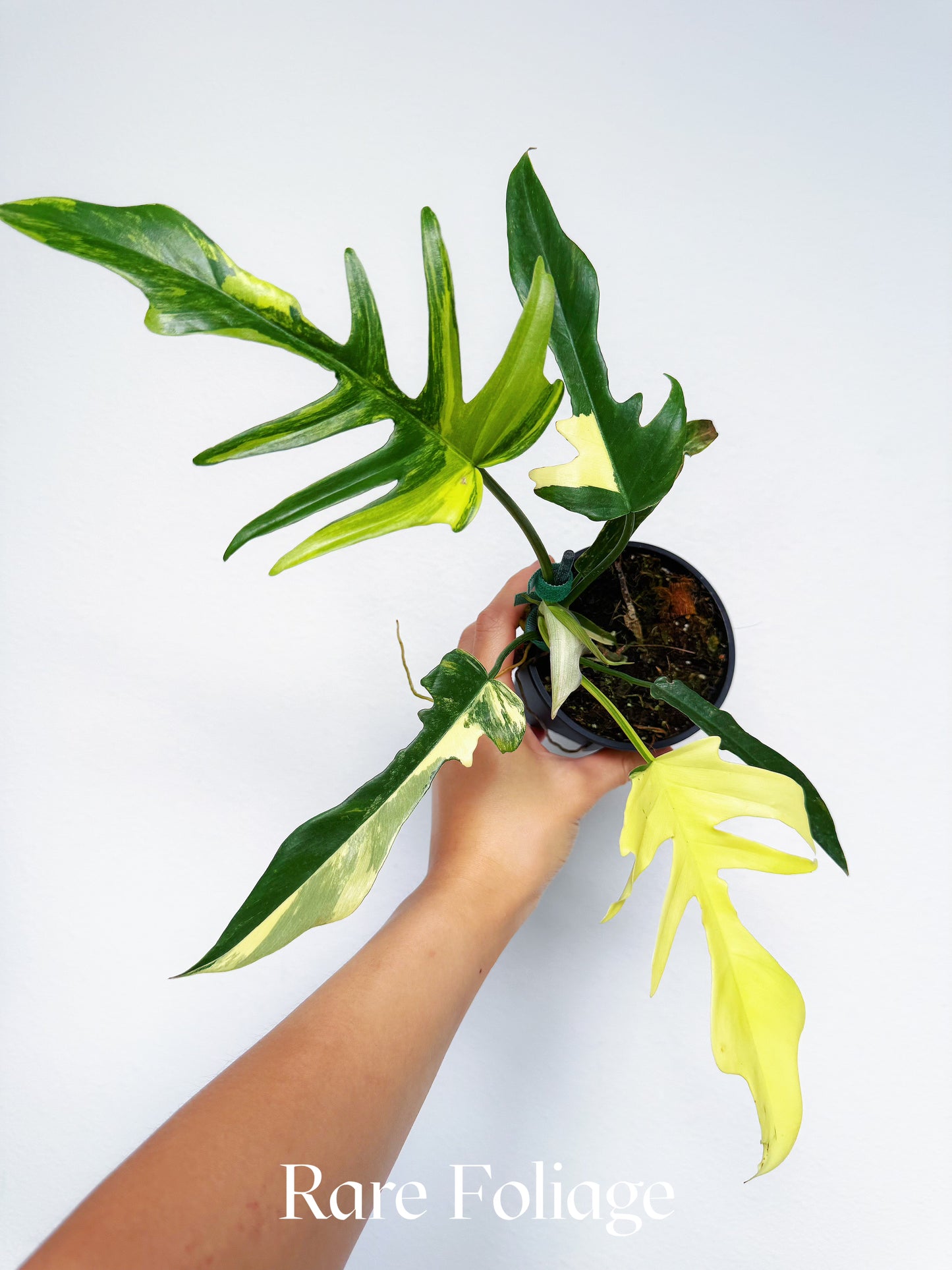 Philodendron Florida Beauty x Tortum 4”
