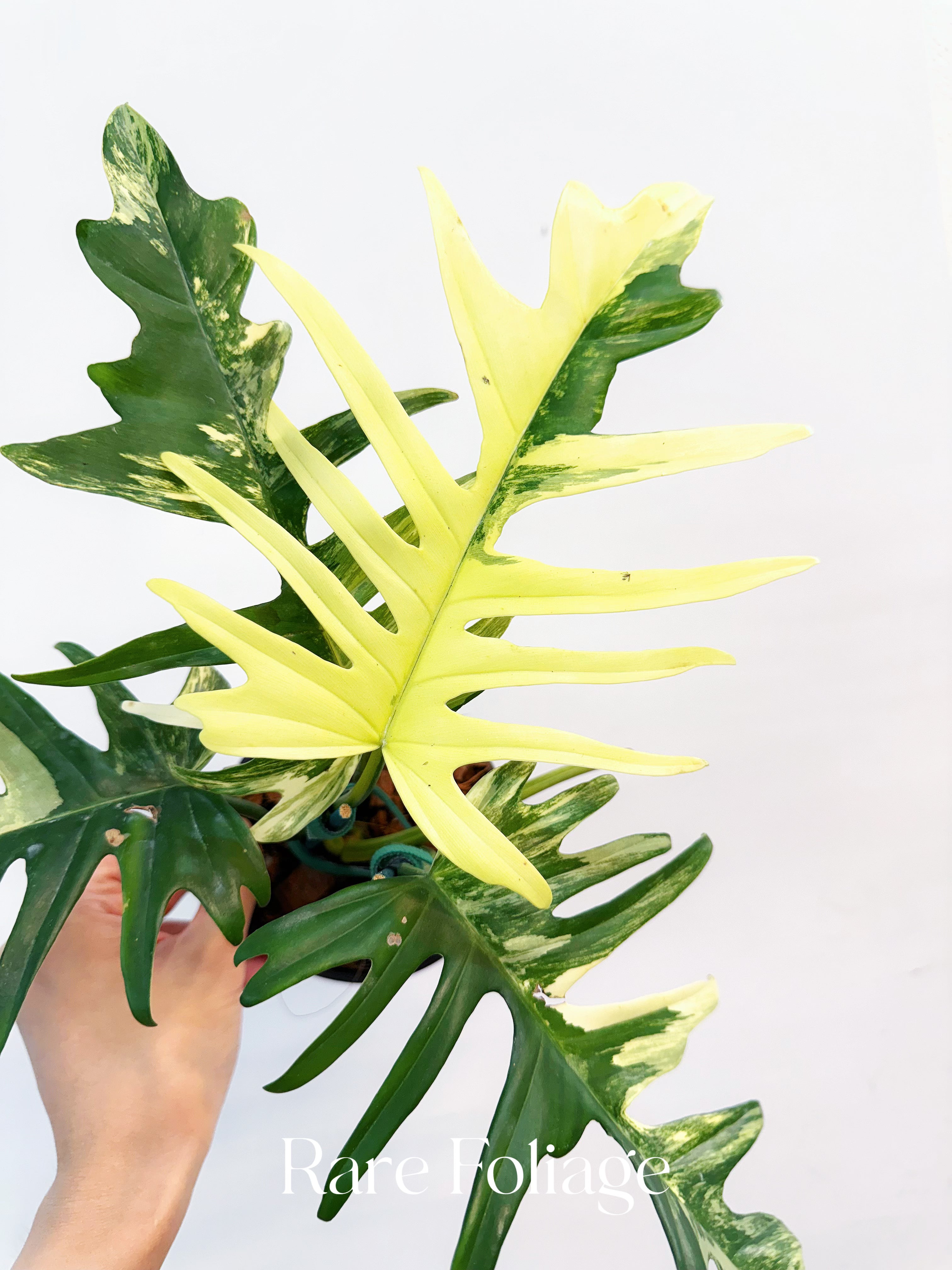 Philodendron Florida Beauty x Tortum 4” Exact Plant - Thumbnail 3