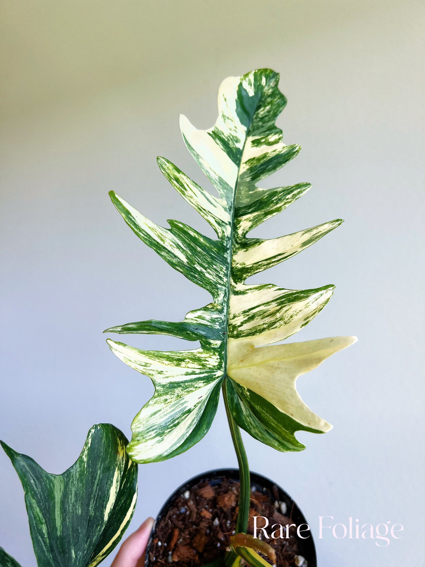 Philodendron Florida Beauty x Tortum Variegated 4"