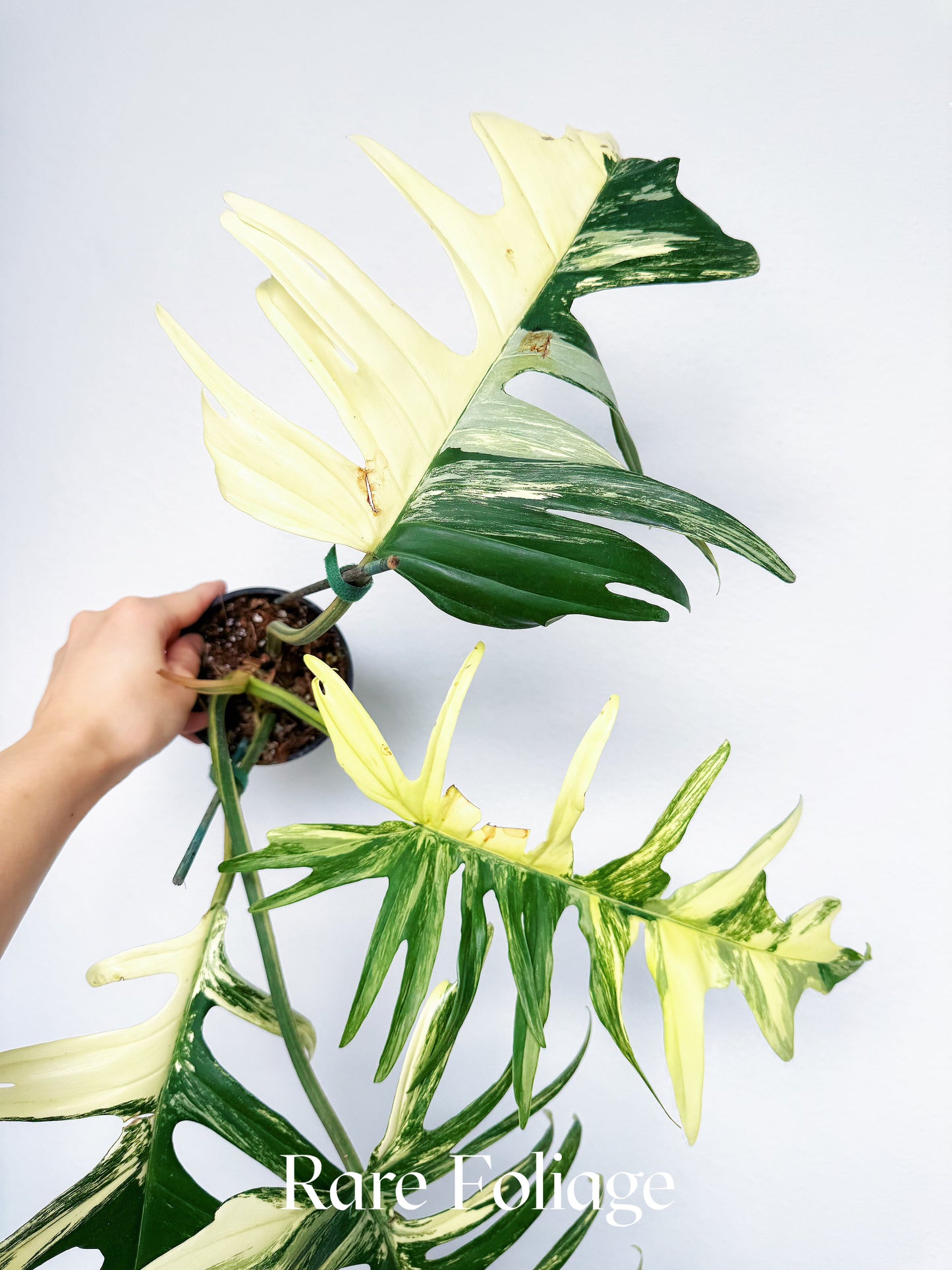 Philodendron Florida Beauty x Tortum 4” Exact Plant