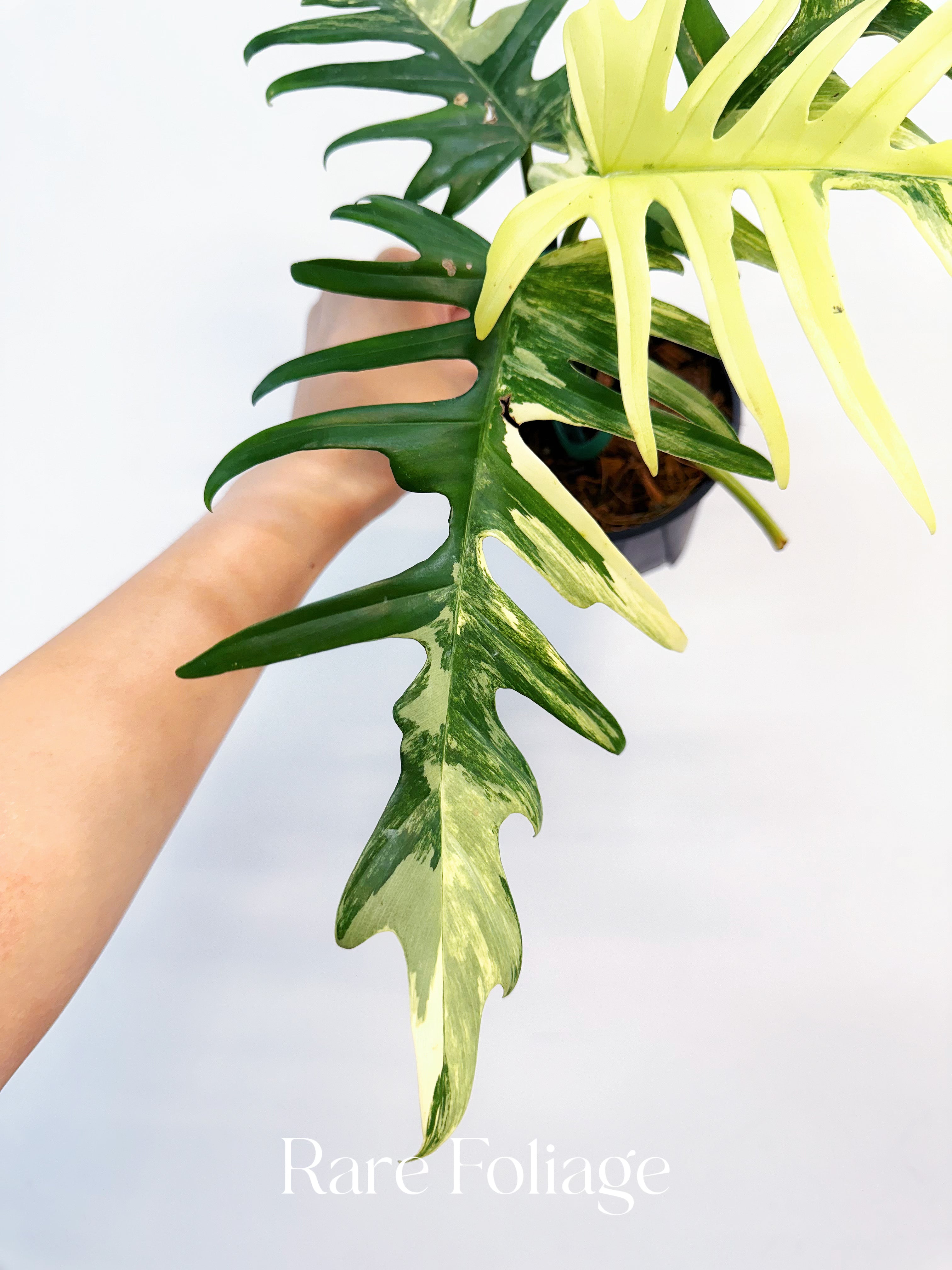 Philodendron Florida Beauty x Tortum 4” Exact Plant - Thumbnail 4