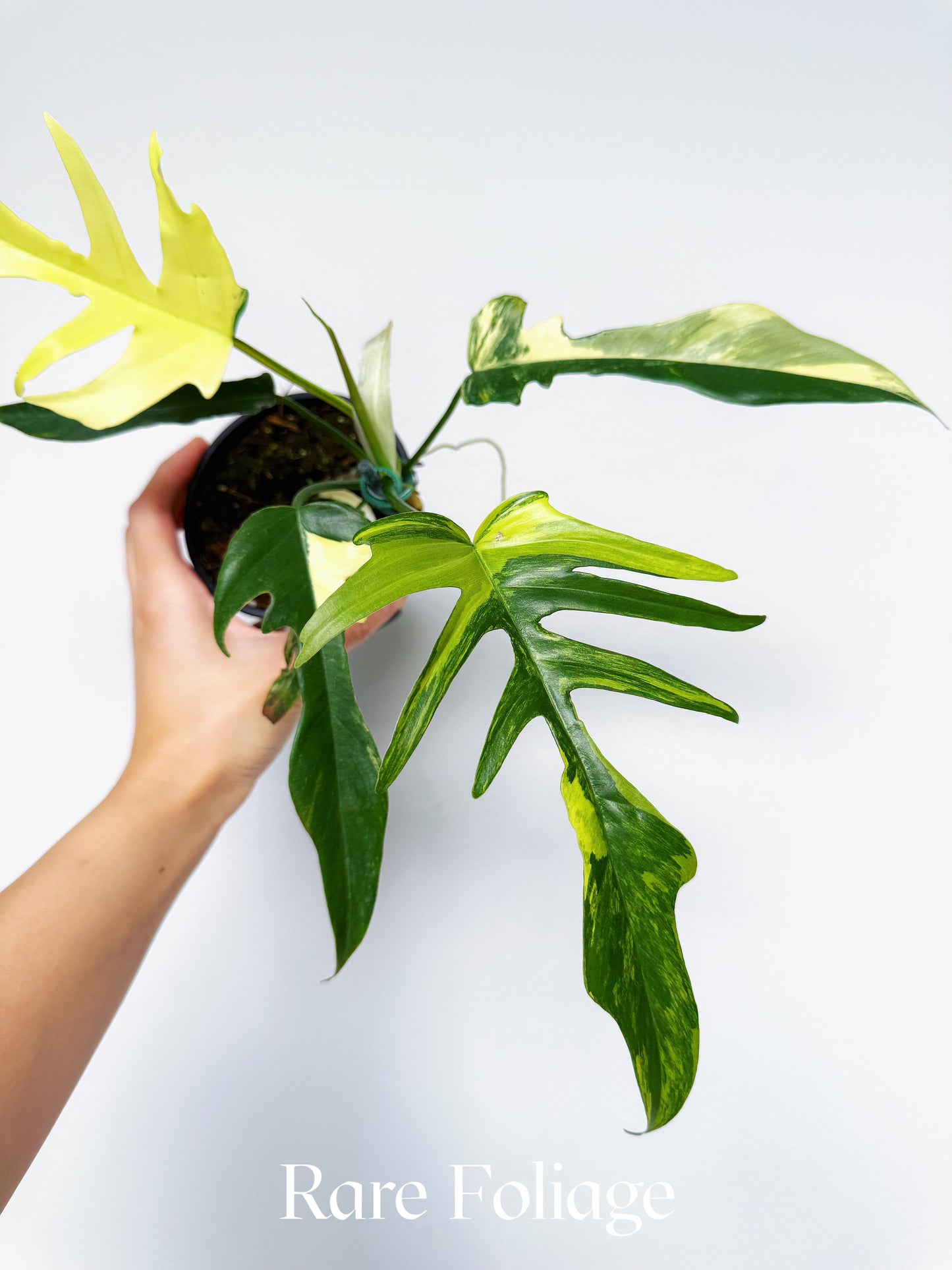 Philodendron Florida Beauty x Tortum 4”