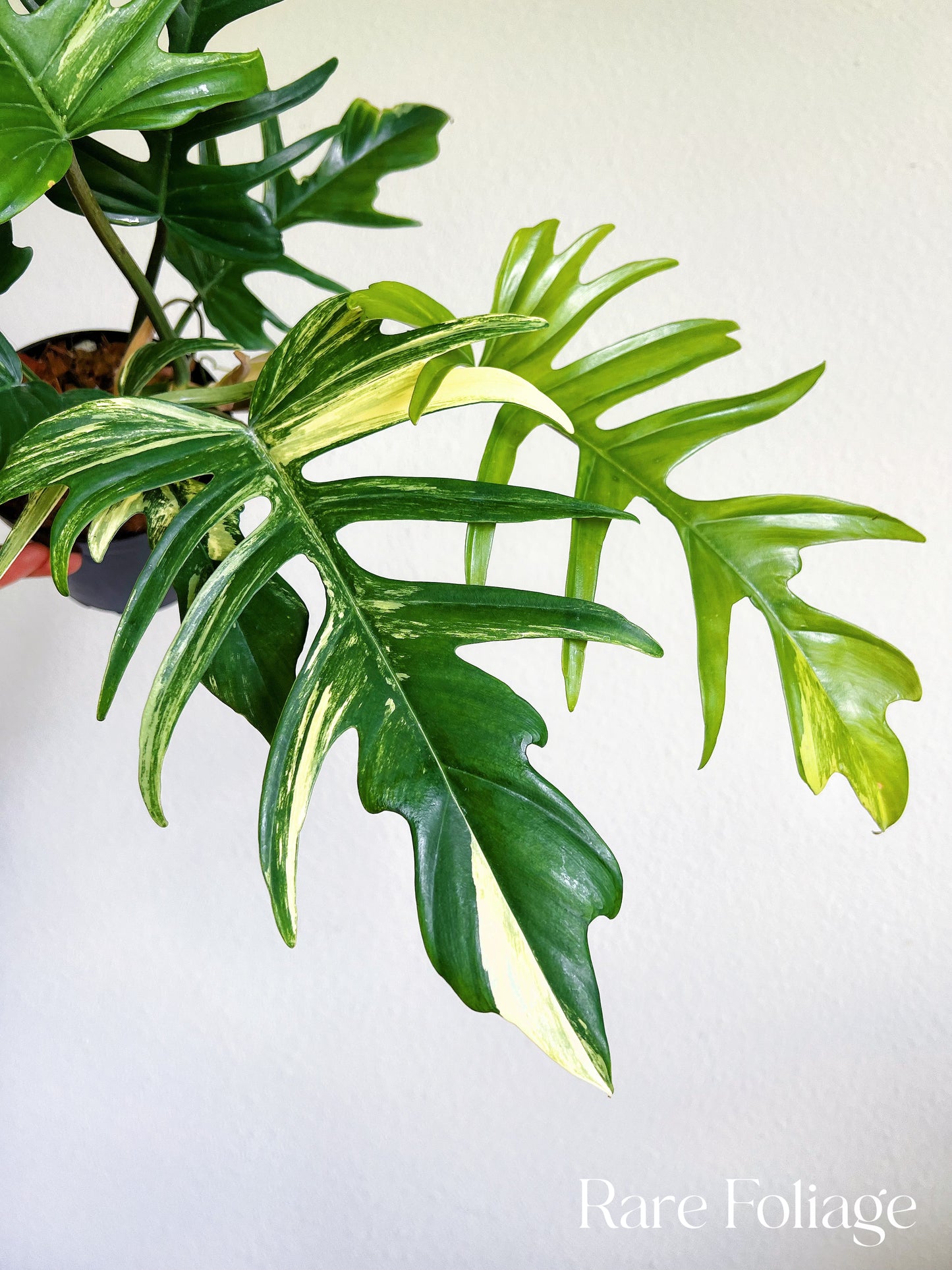 Philodendron Florida Beauty x Tortum Variegated 4"