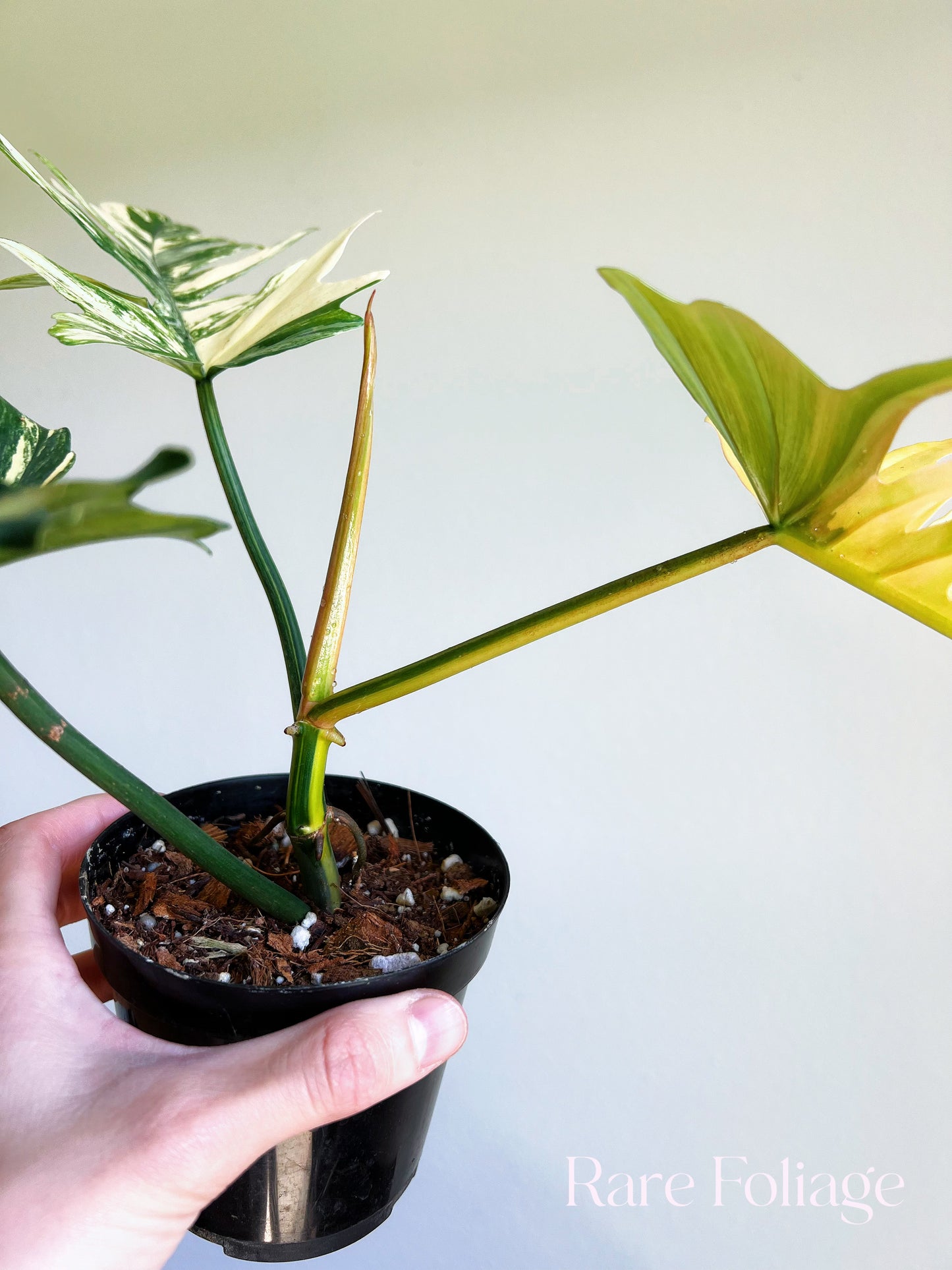 Philodendron Florida Beauty x Tortum Variegated 4"