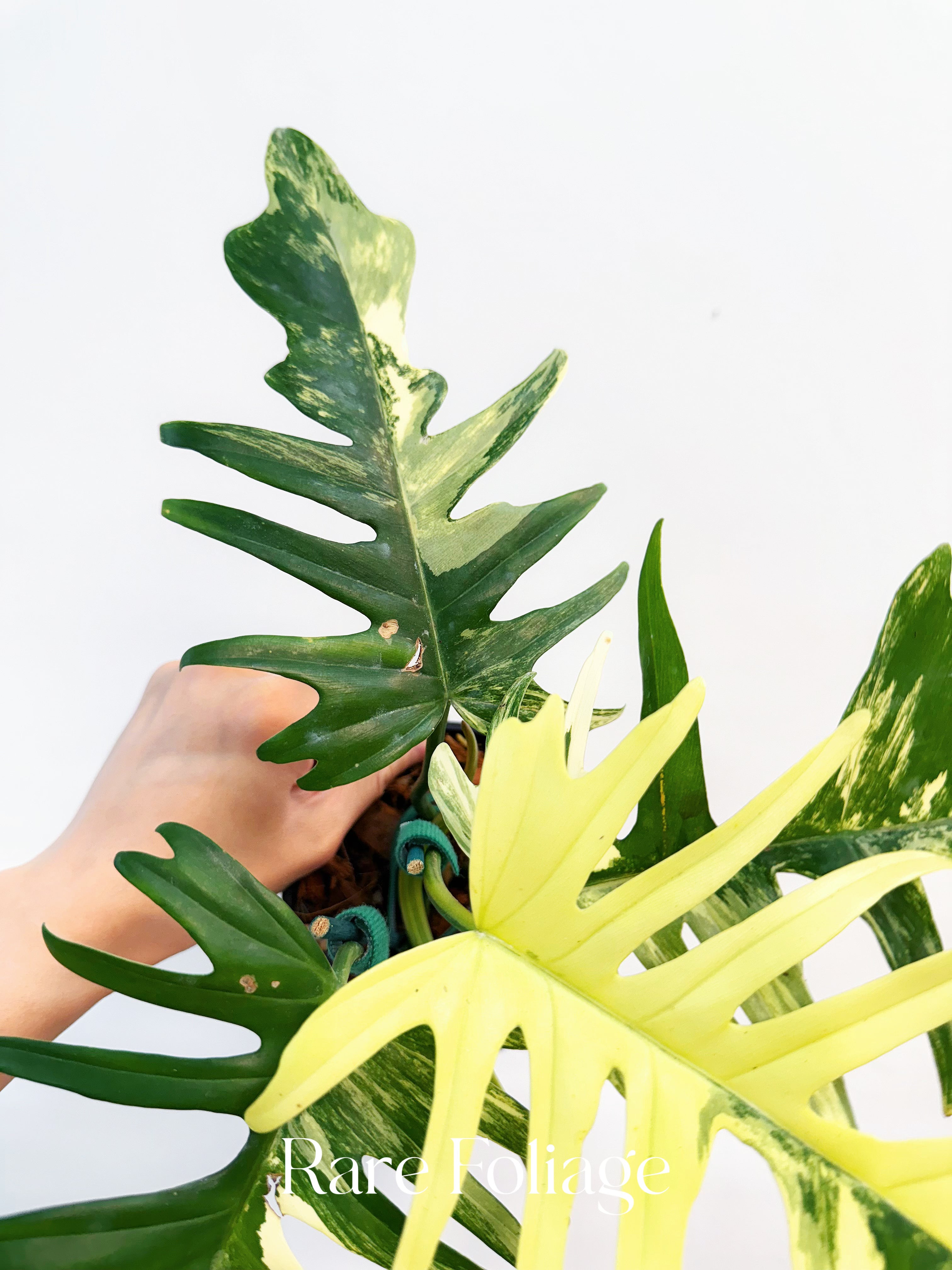 Philodendron Florida Beauty x Tortum 4” Exact Plant - Thumbnail 5