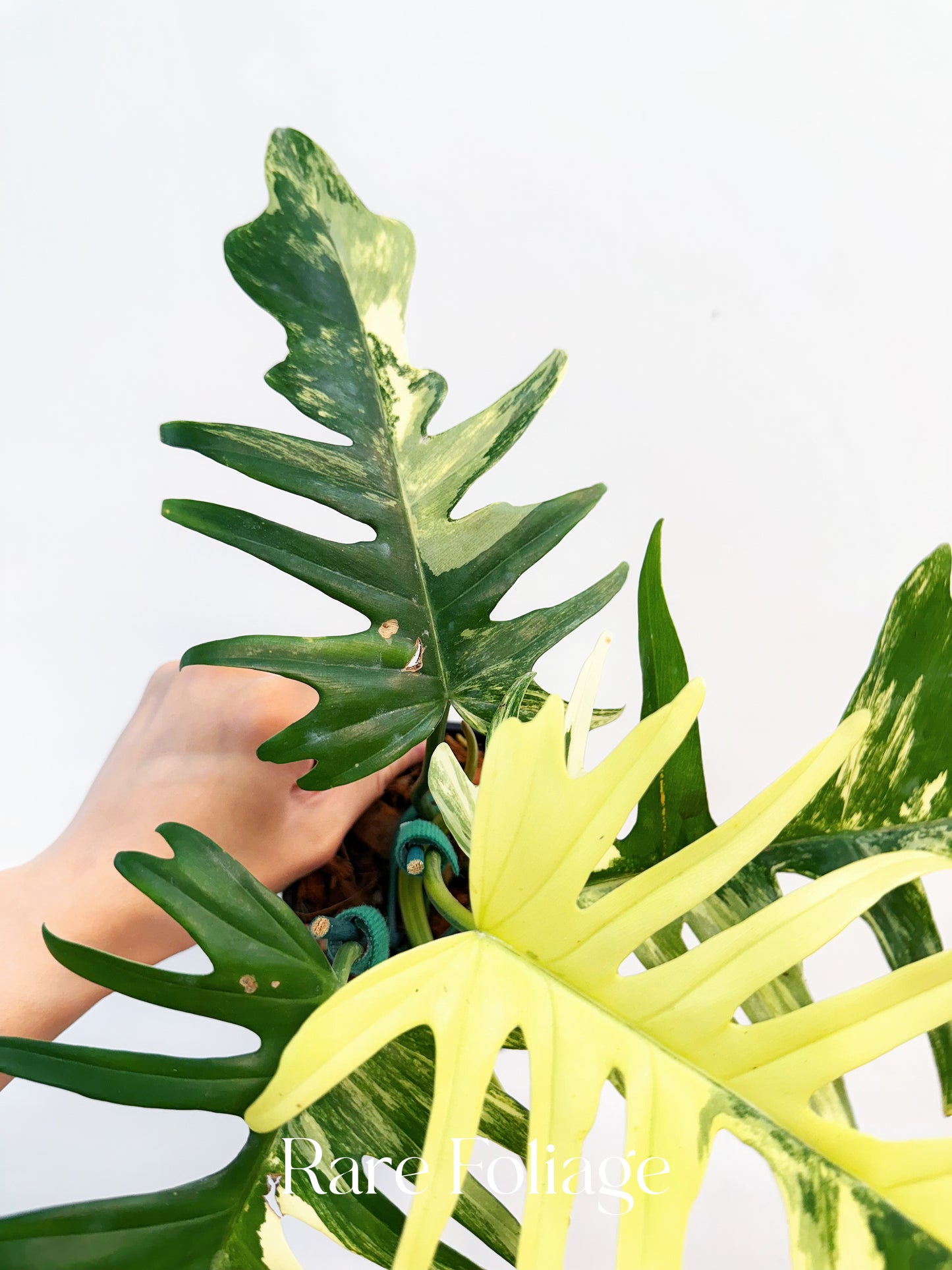Philodendron Florida Beauty x Tortum 4” Exact Plant