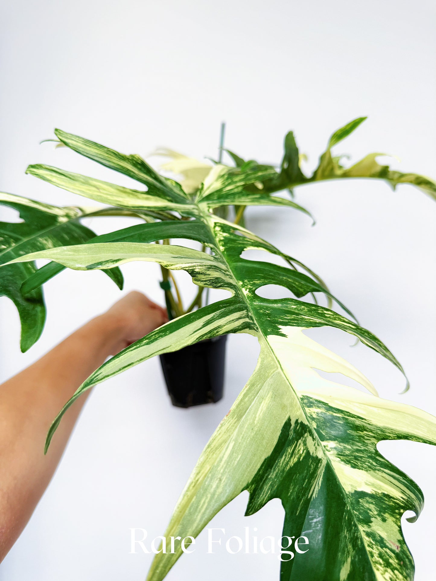 Philodendron Florida Beauty x Tortum 4” Exact Plant