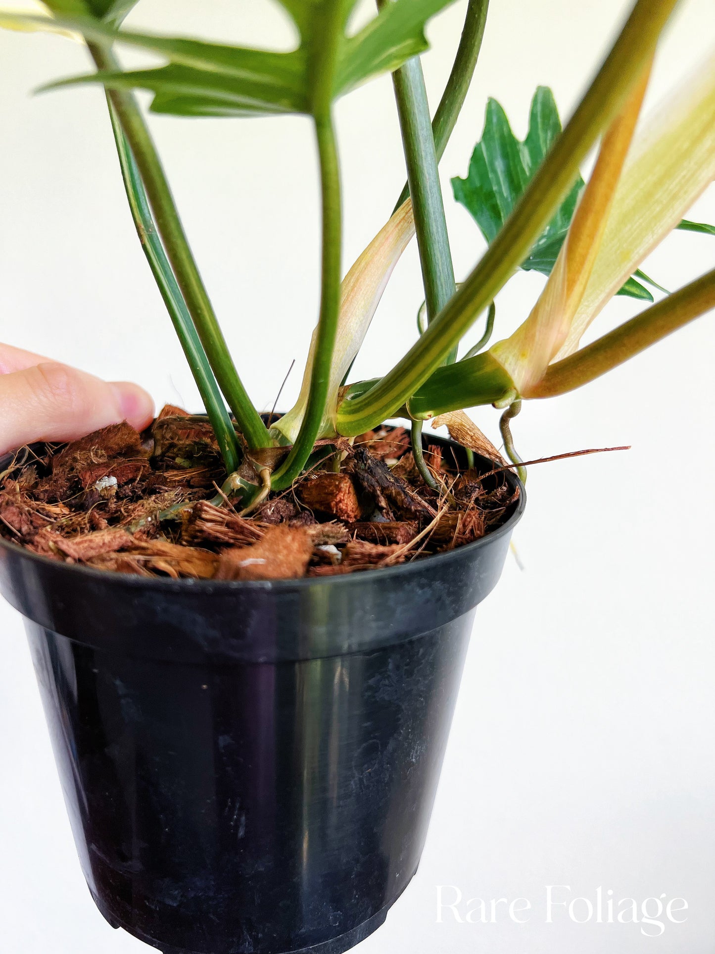 Philodendron Florida Beauty x Tortum Variegated 4"