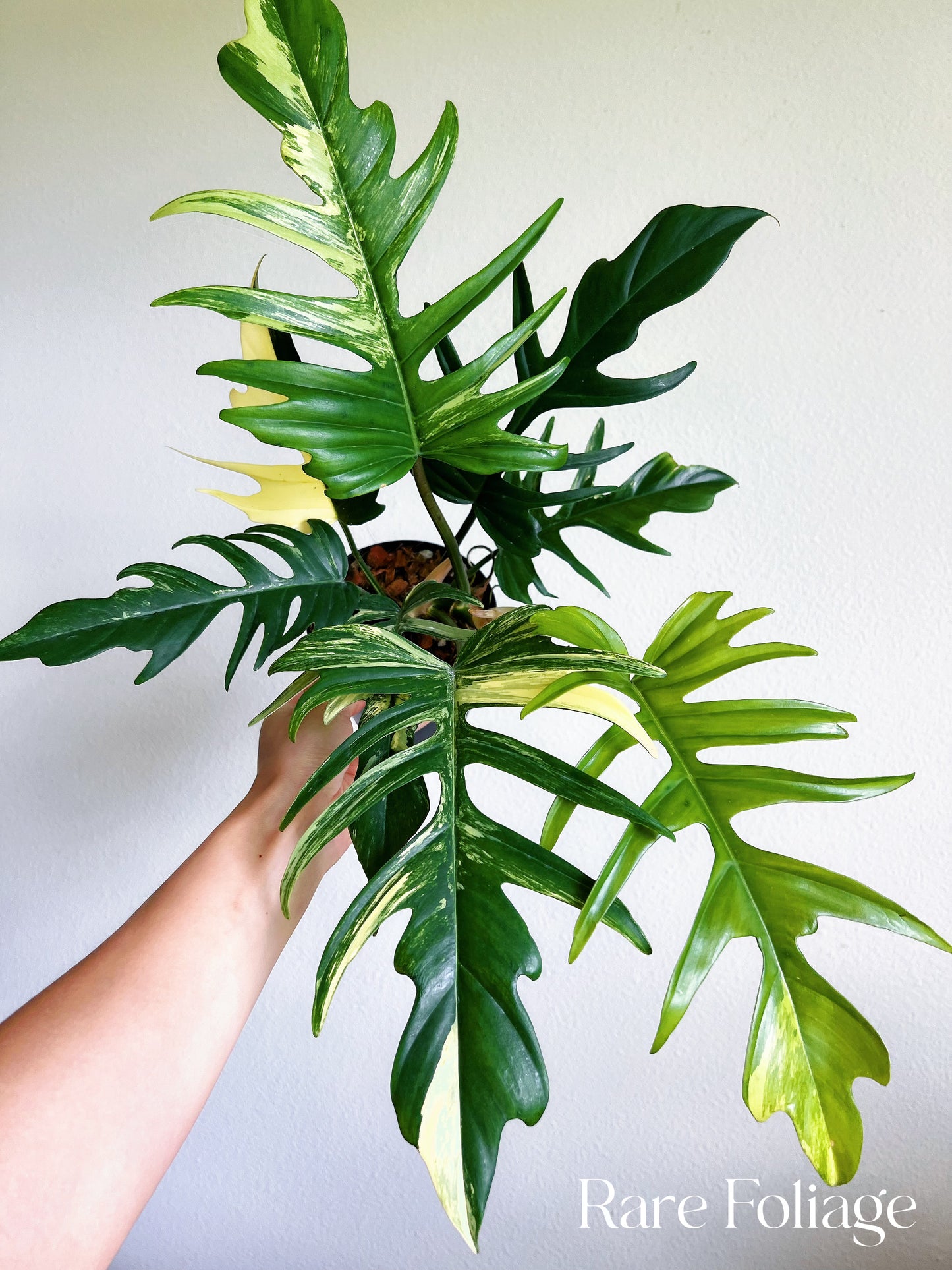 Philodendron Florida Beauty x Tortum Variegated 4"