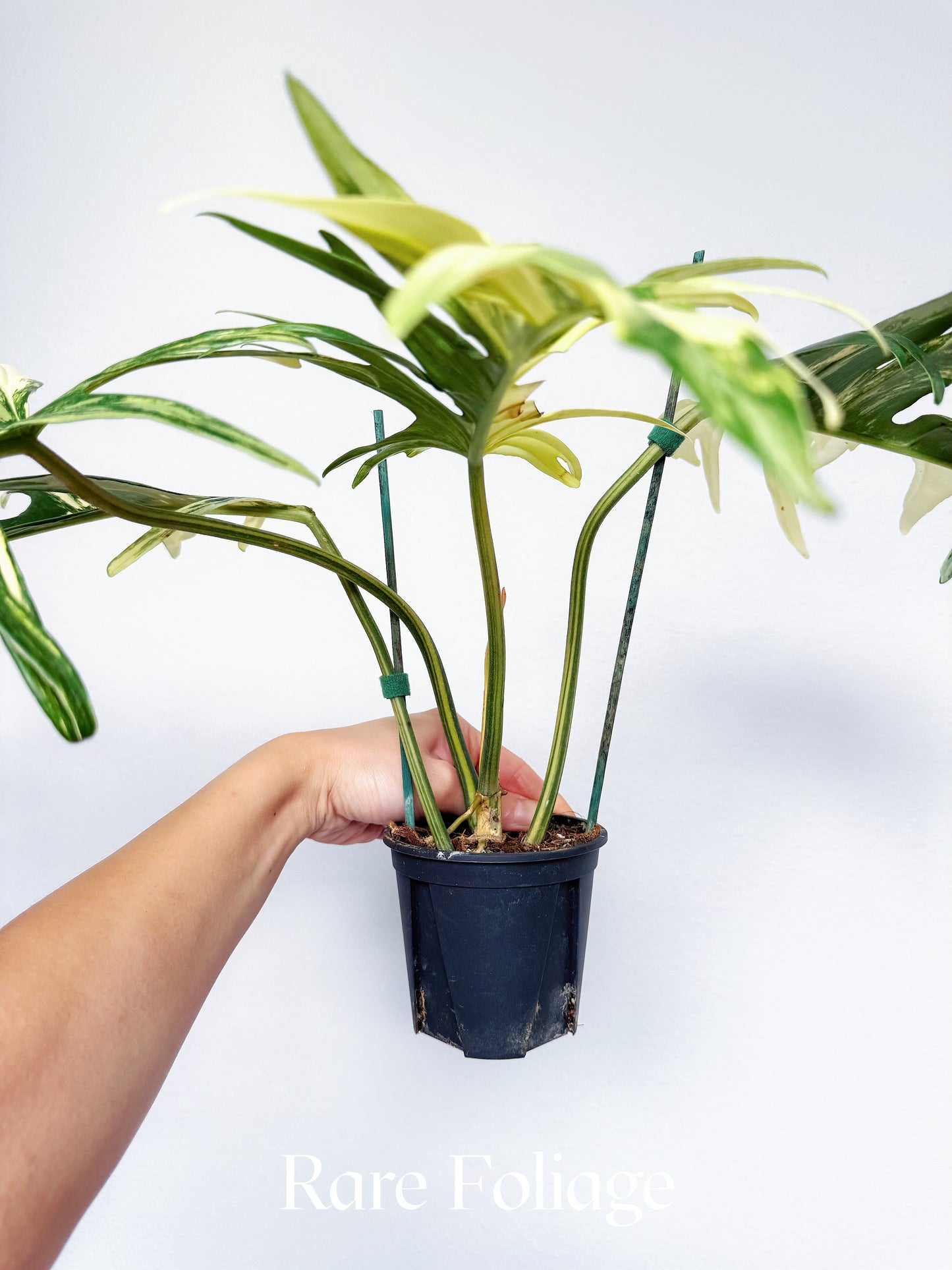 Philodendron Florida Beauty x Tortum 4” Exact Plant