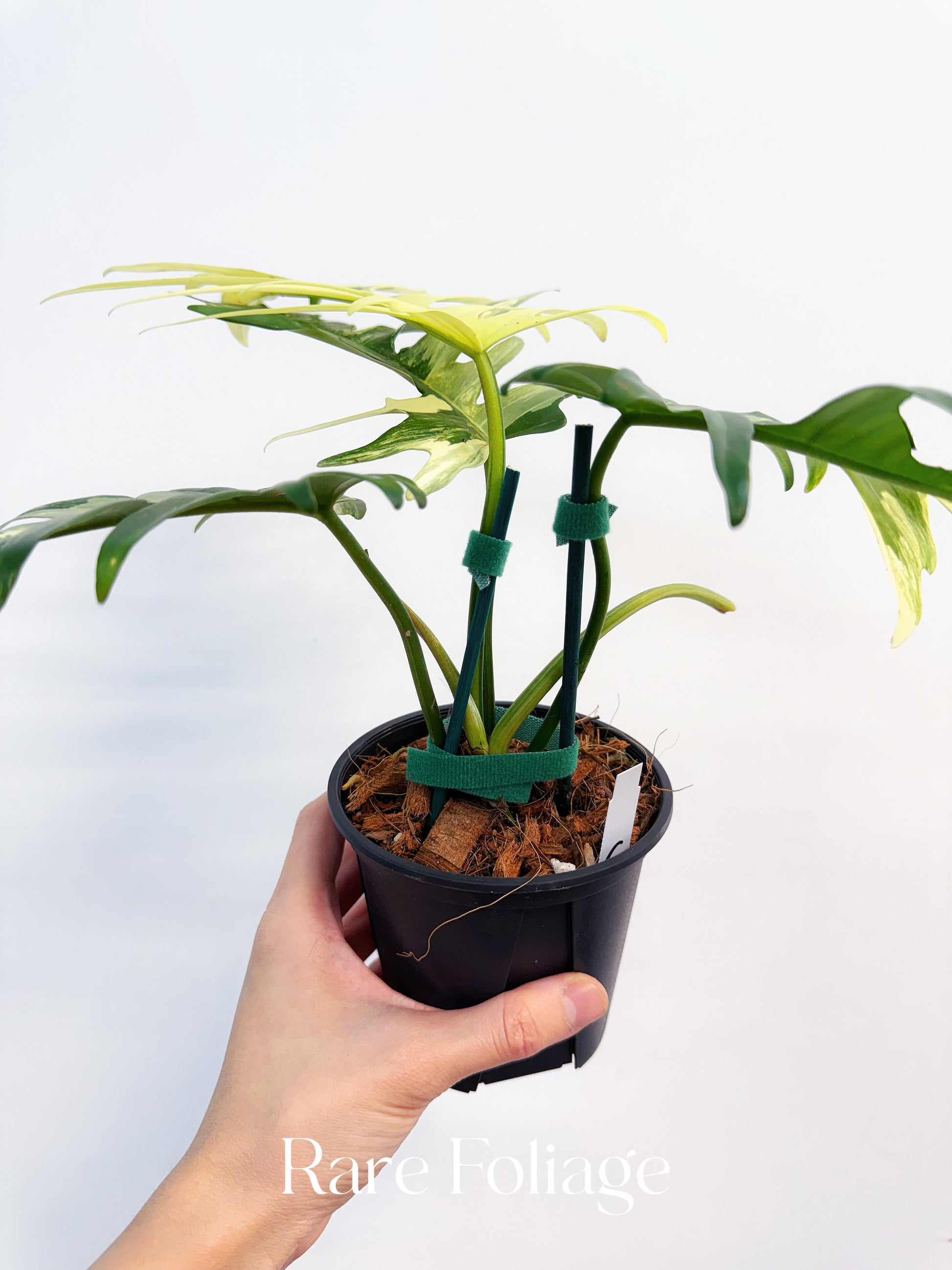 Philodendron Florida Beauty x Tortum 4” Exact Plant – Rare Foliage Plant Co
