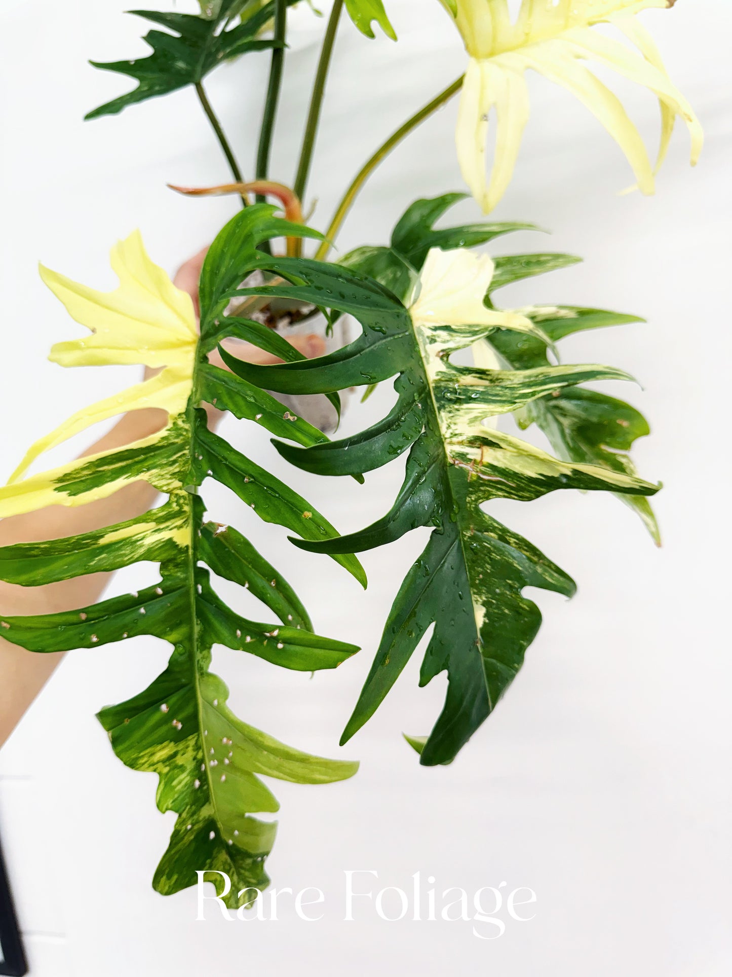Philodendron Florida Beauty x Tortum XL 4” Exact Plant
