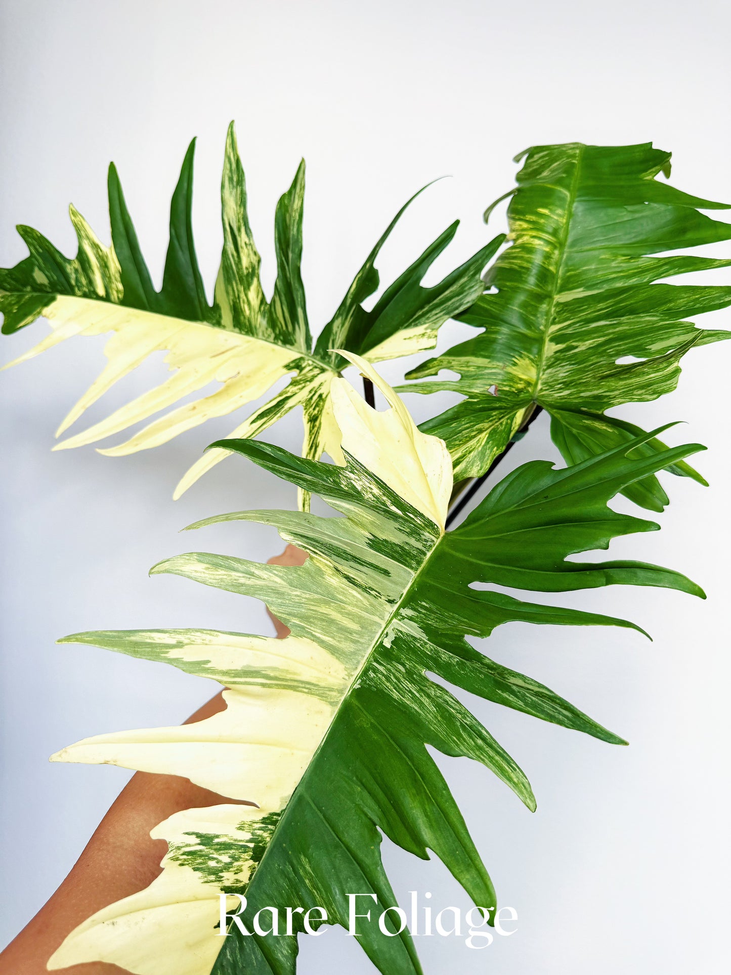 Philodendron Florida Beauty x Tortum 4” XL Exact Plant – Rare